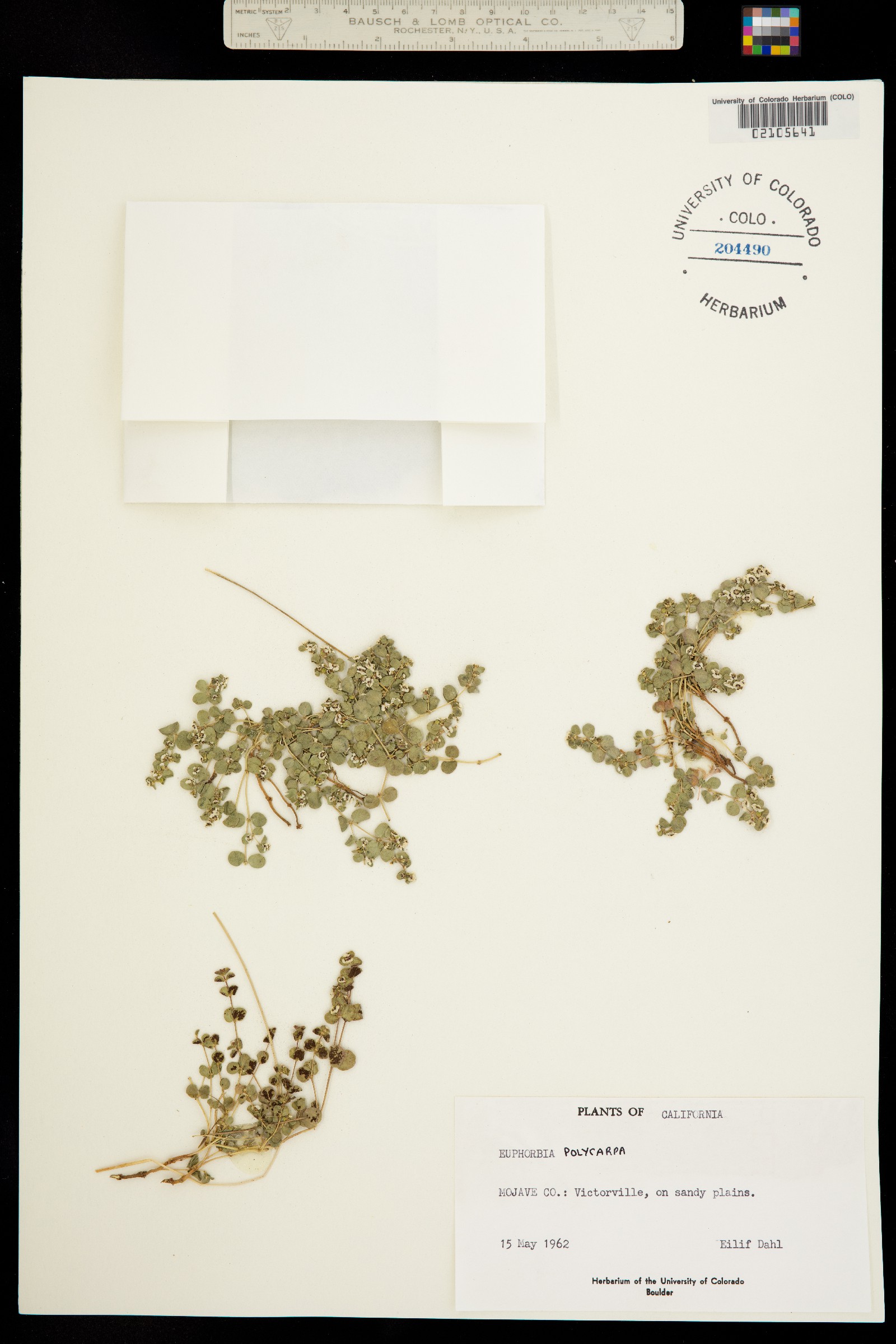 Euphorbia polycarpa var. polycarpa image