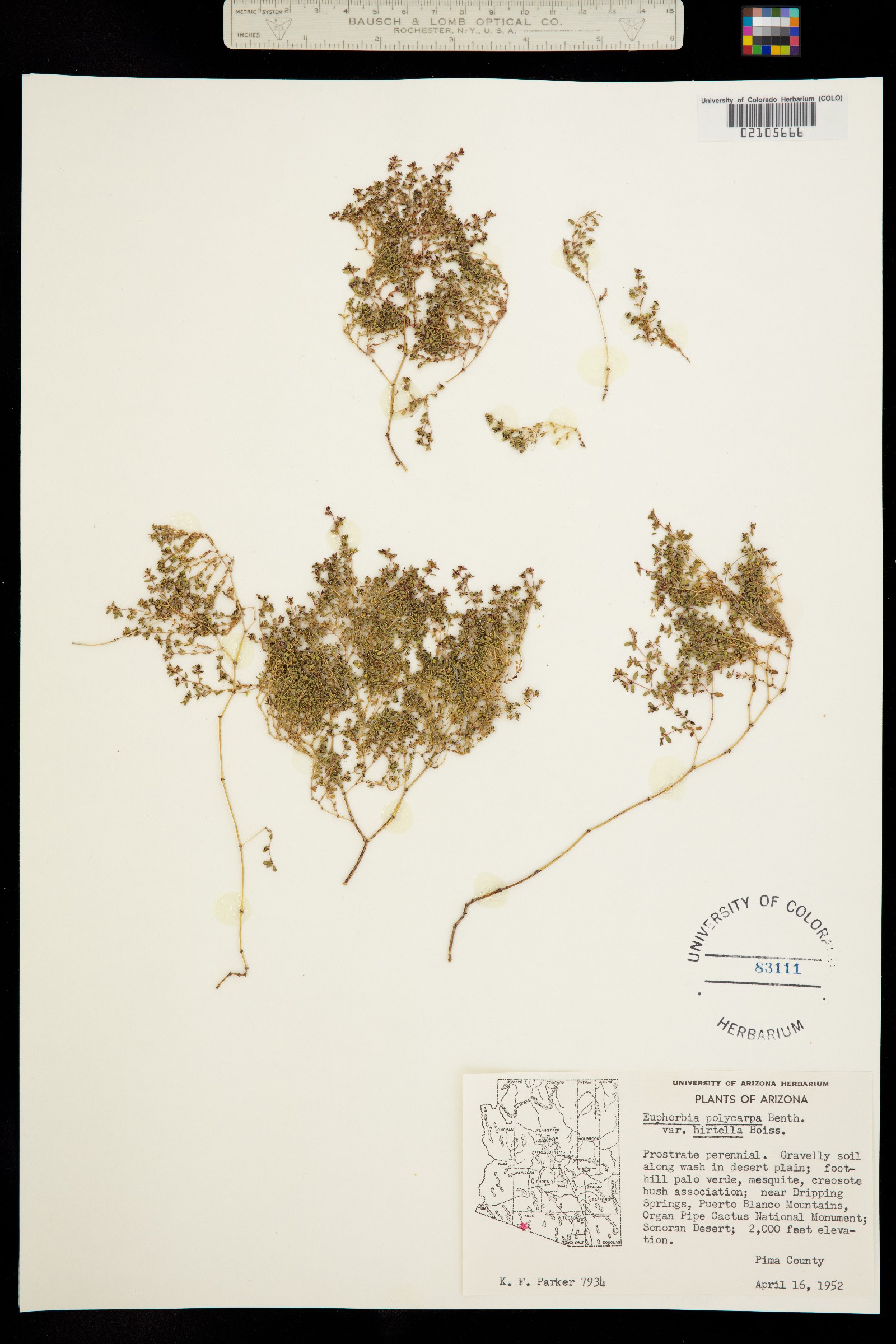 Euphorbia polycarpa var. polycarpa image