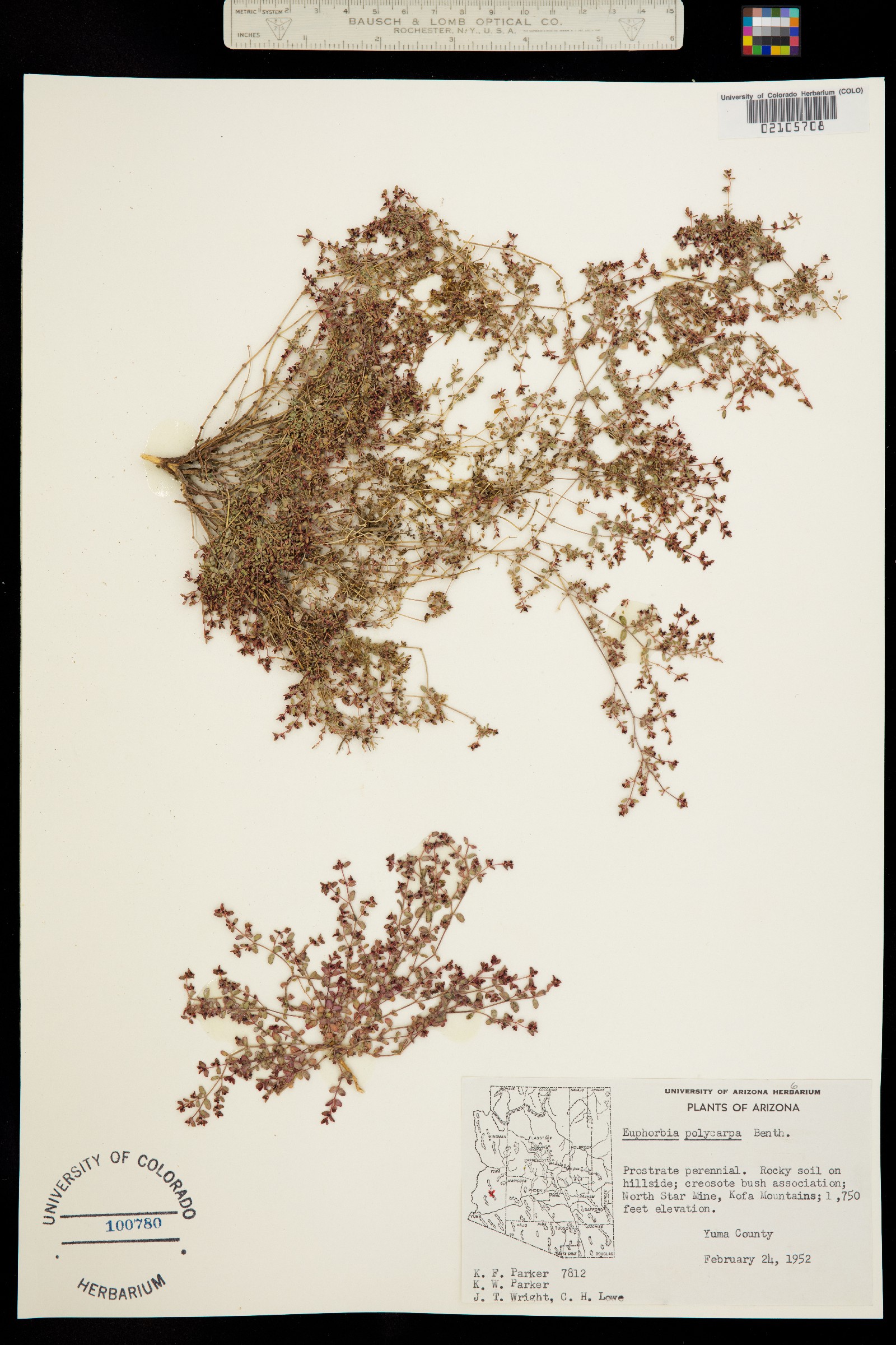 Euphorbia polycarpa var. polycarpa image