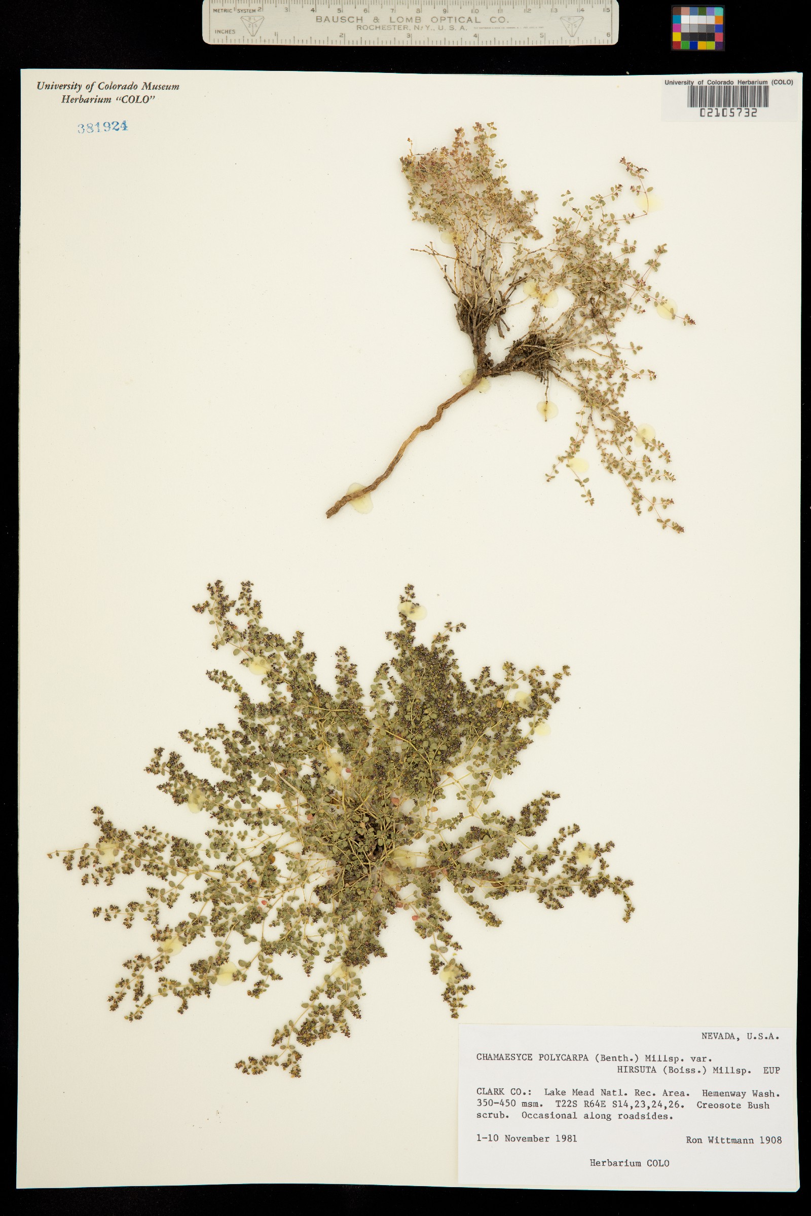 Euphorbia polycarpa var. polycarpa image