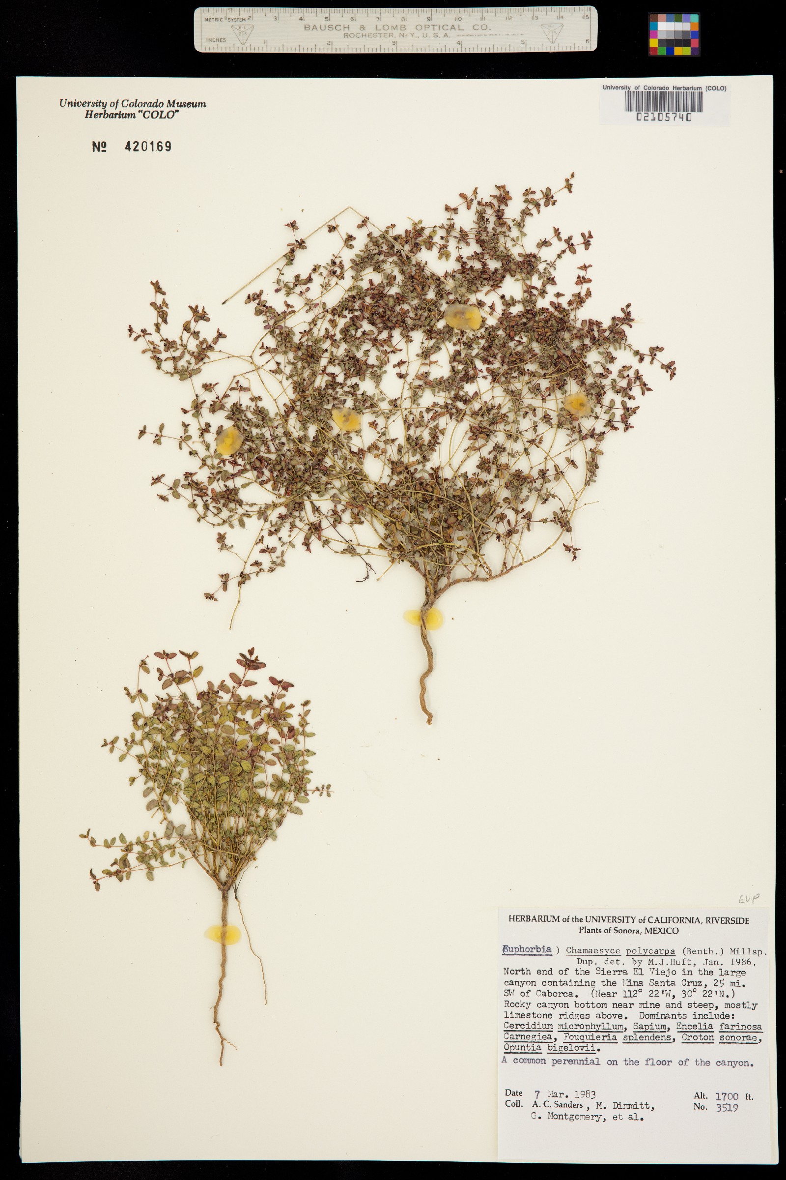 Euphorbia polycarpa var. polycarpa image