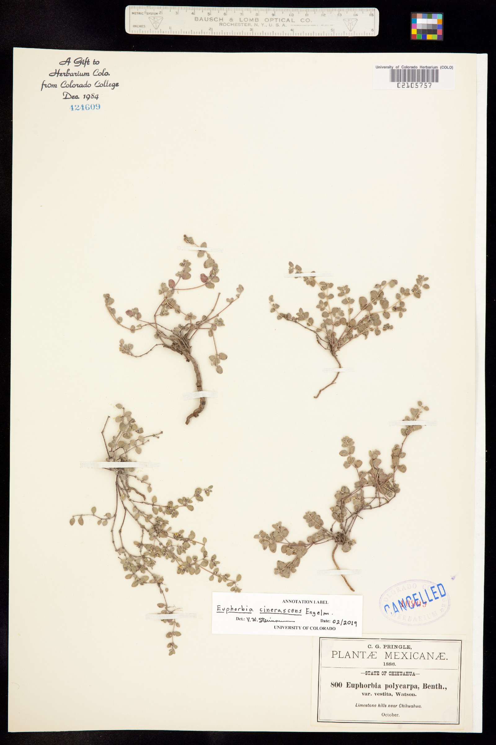 Euphorbia cinerascens image