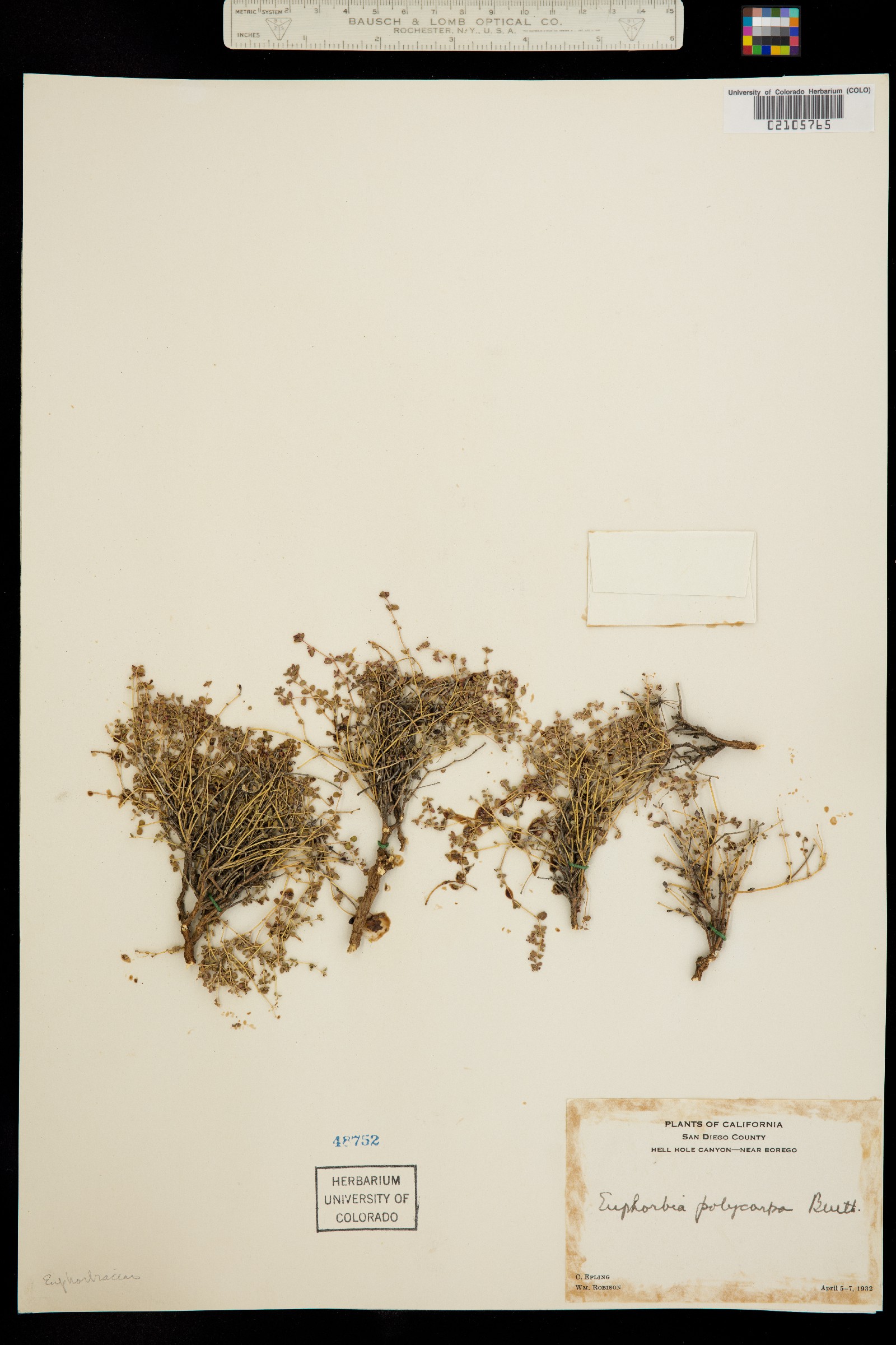 Euphorbia polycarpa var. polycarpa image