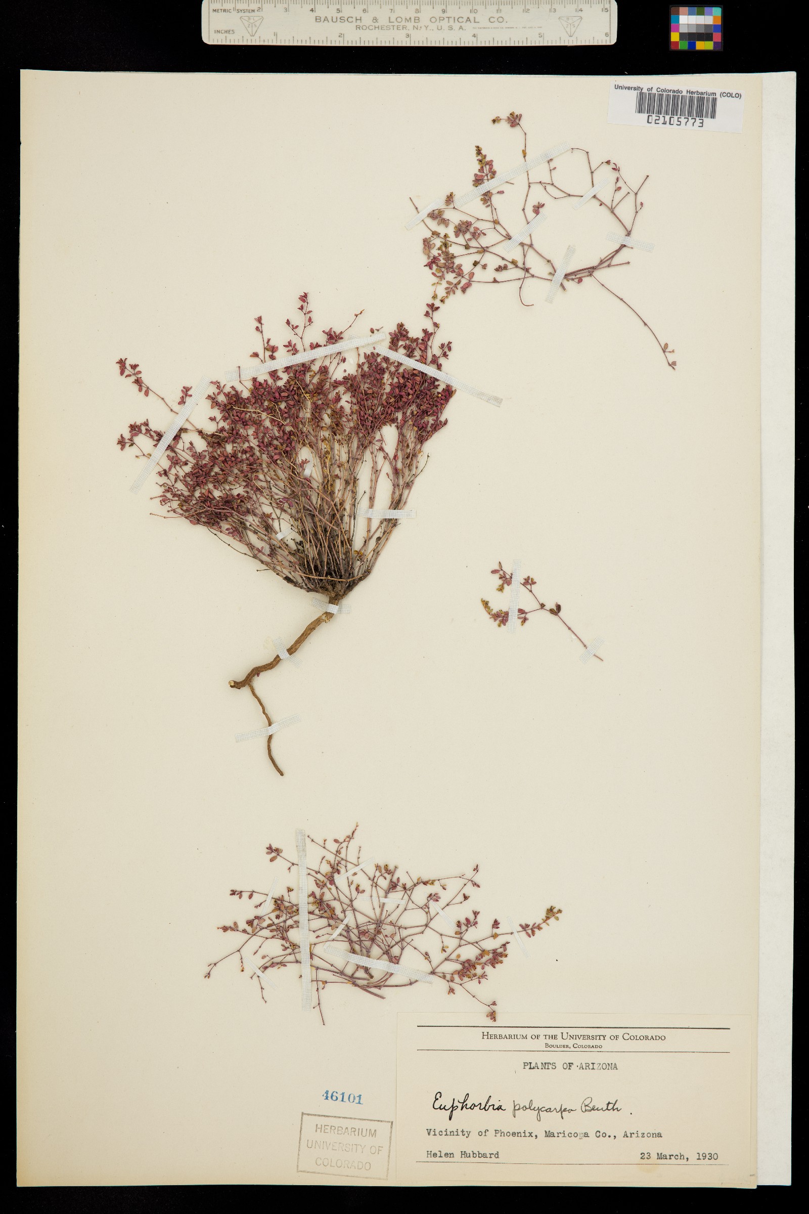 Euphorbia polycarpa image