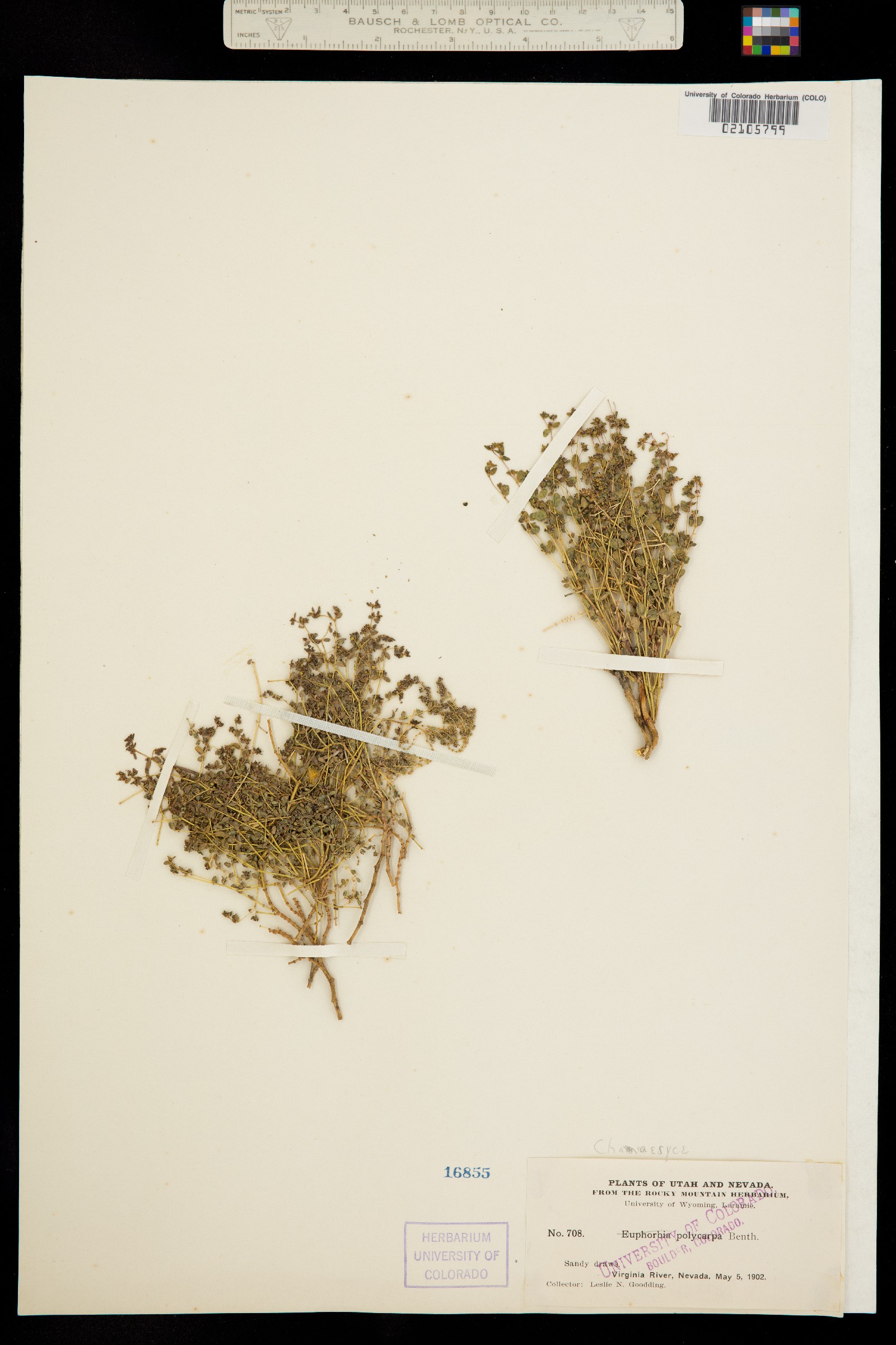 Euphorbia polycarpa var. polycarpa image