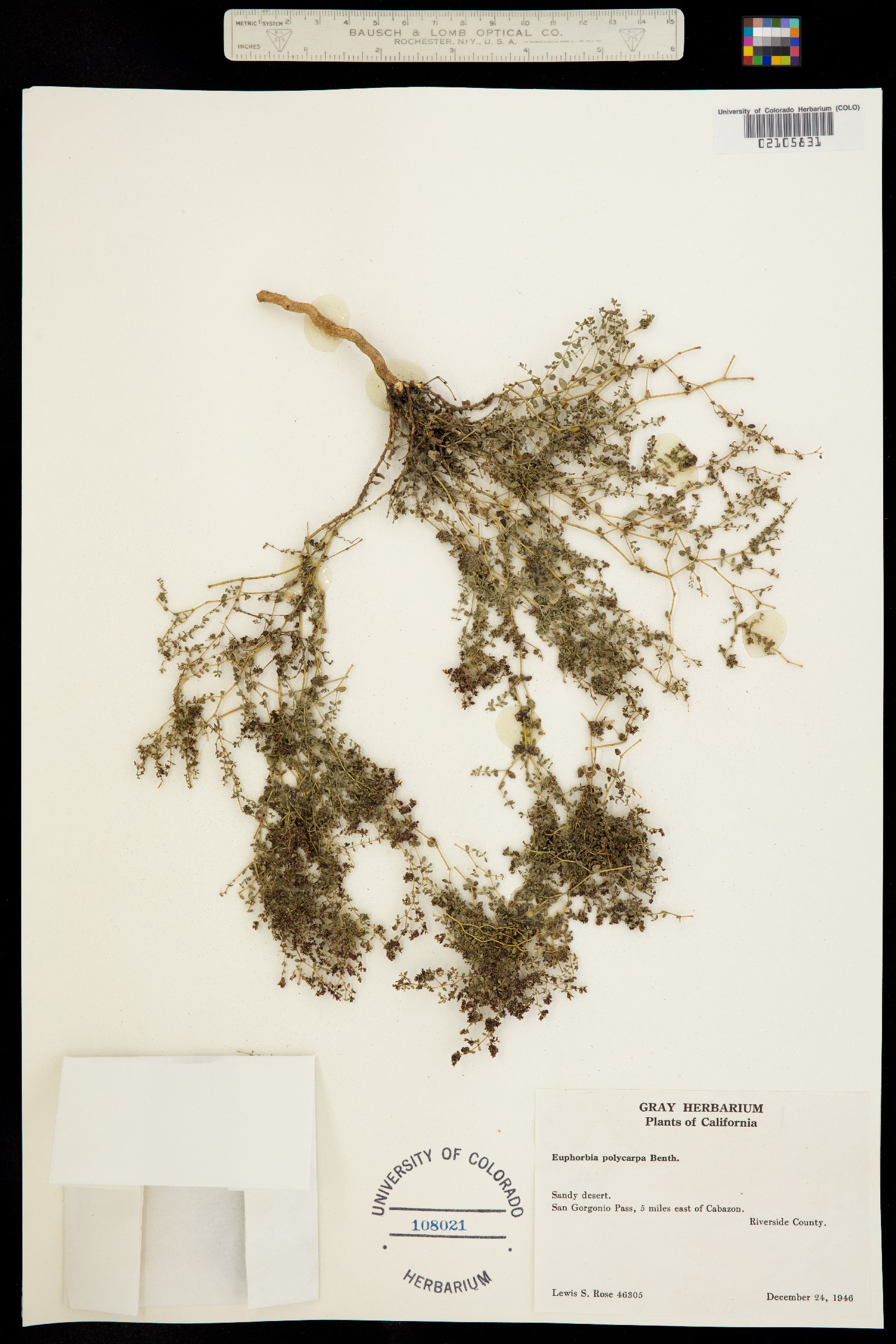 Euphorbia polycarpa var. polycarpa image