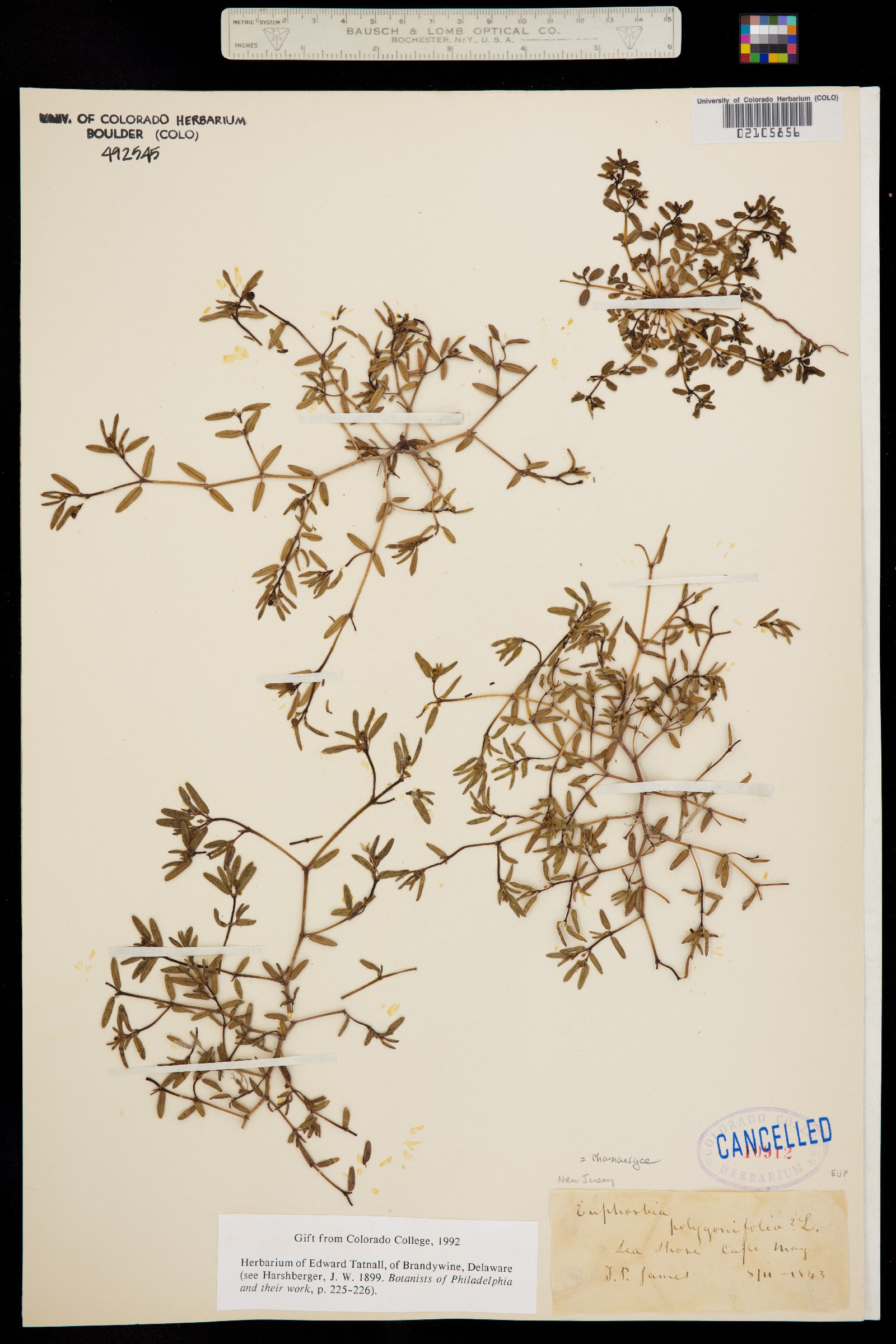 Euphorbia image