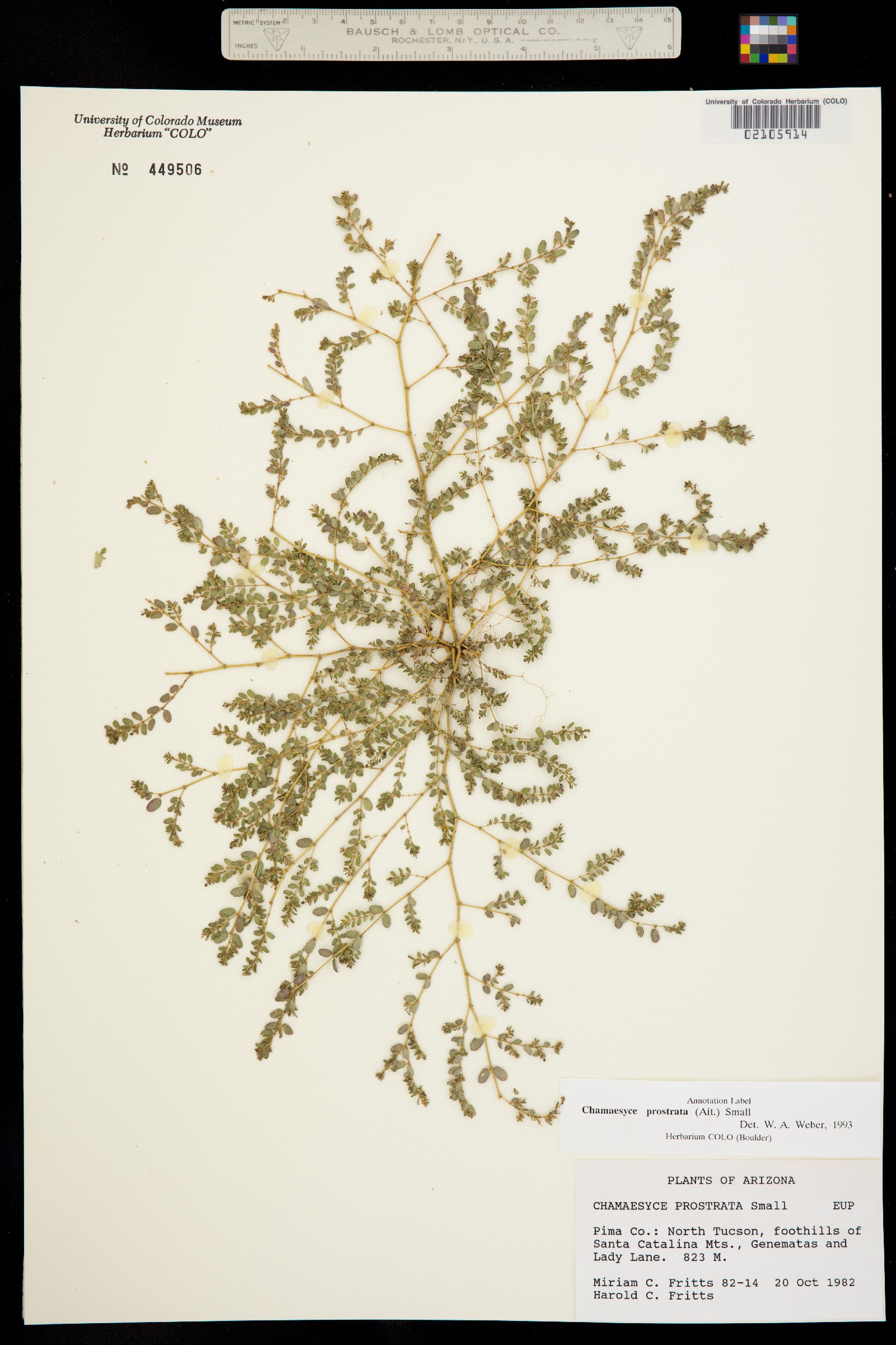 Euphorbia prostrata image