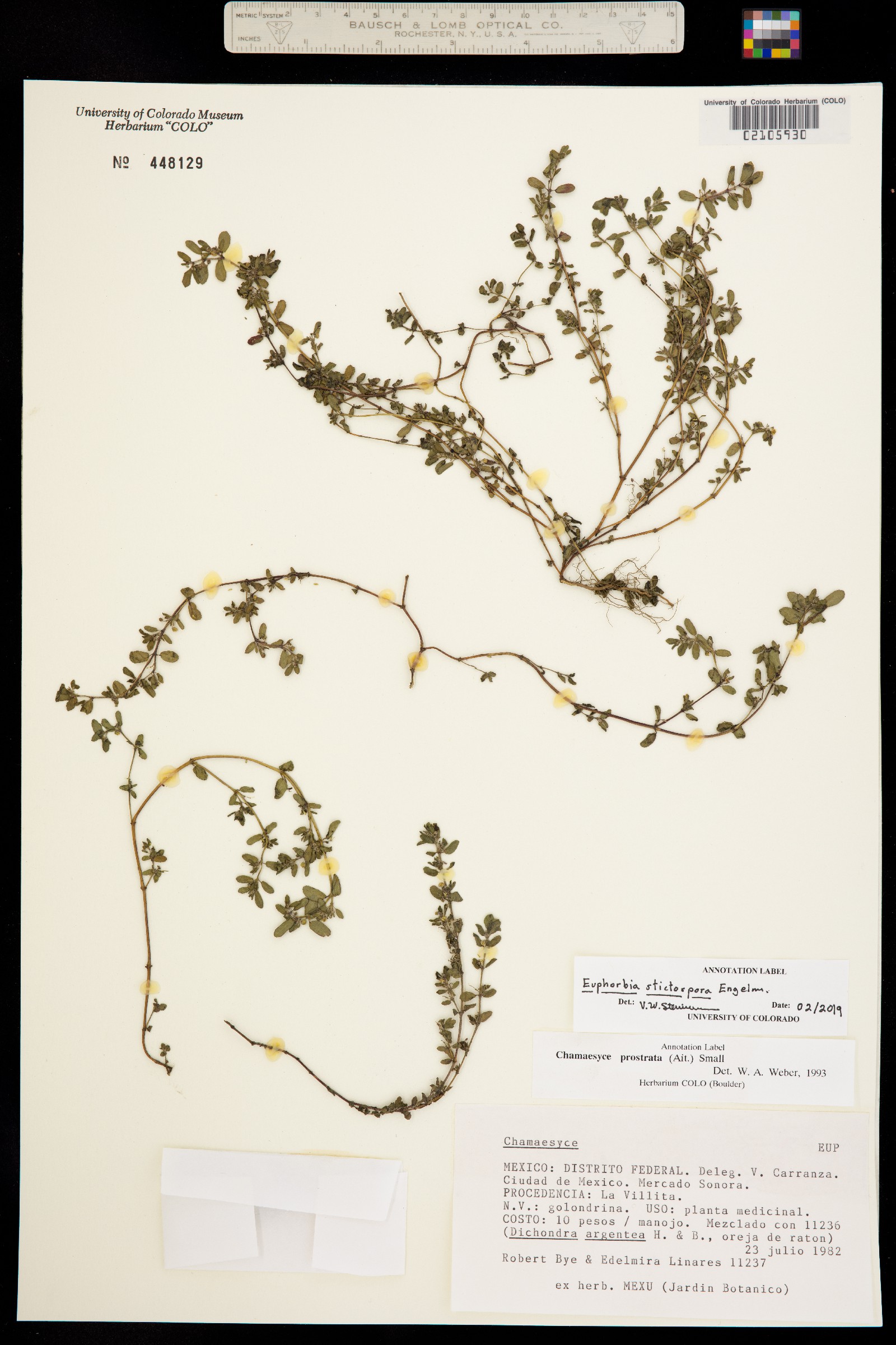 Euphorbia stictospora image