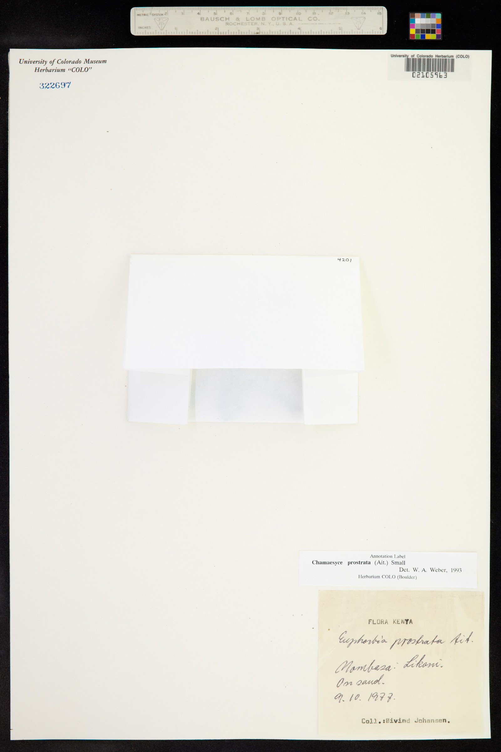 Euphorbia prostrata image