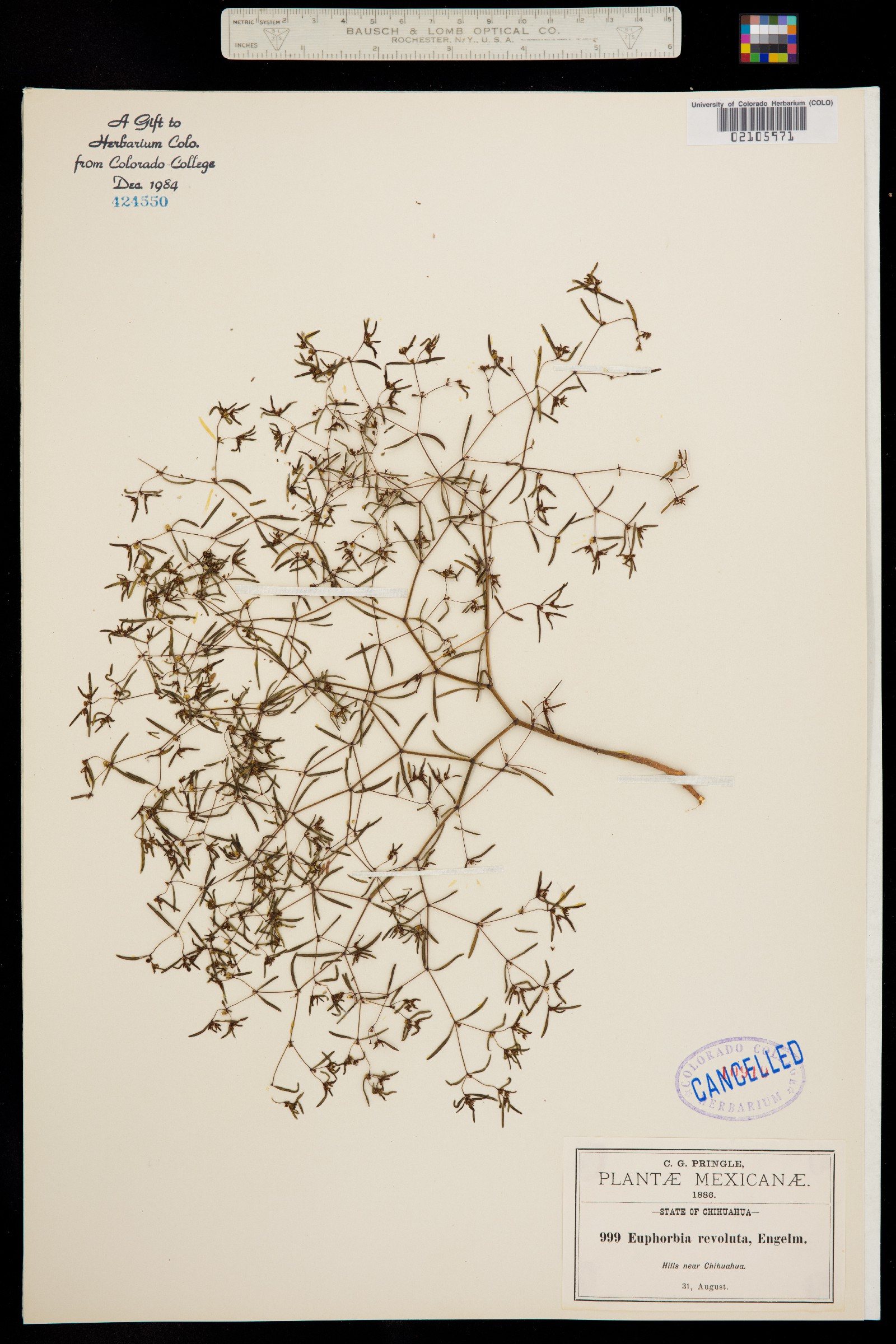 Euphorbia revoluta image