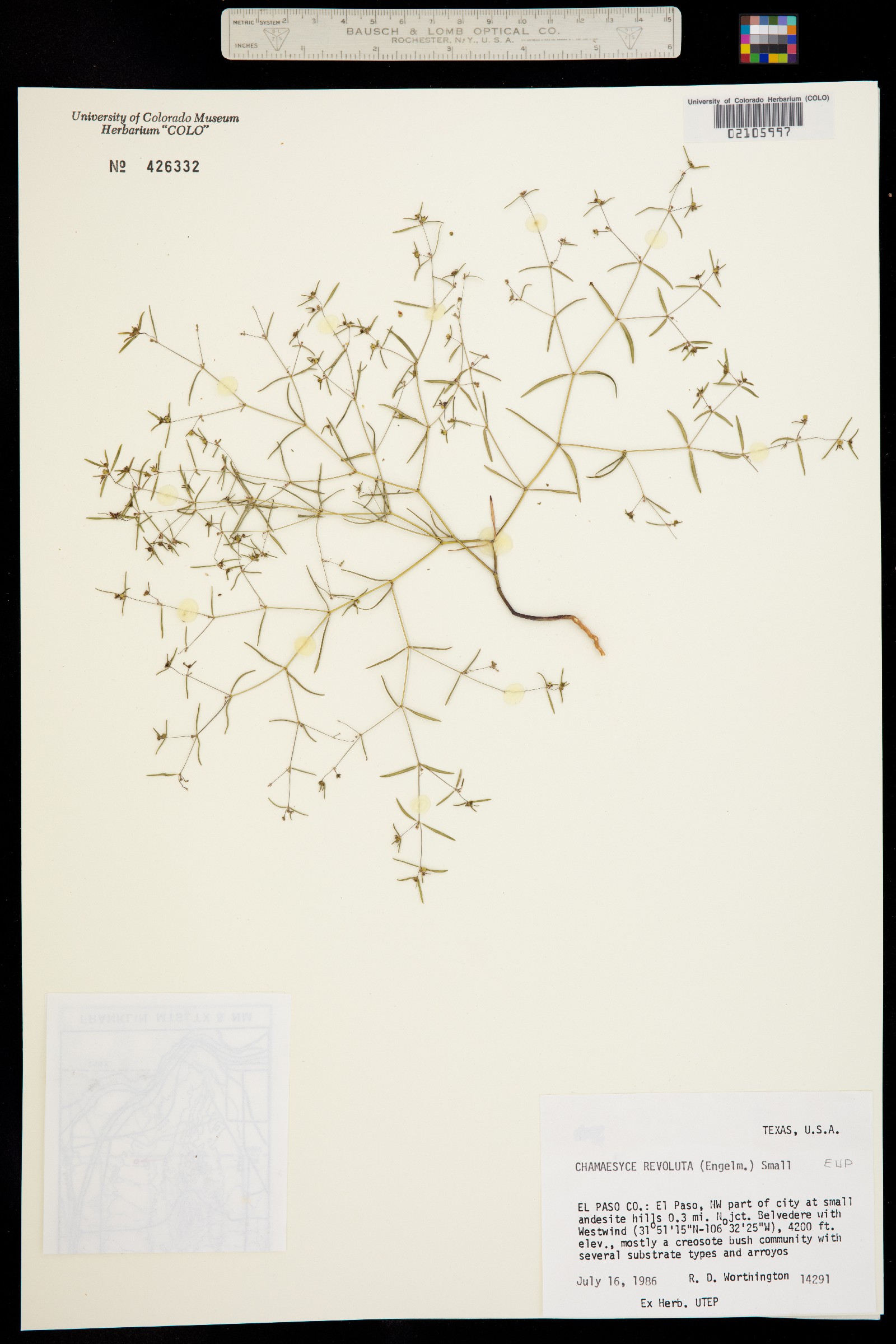 Euphorbia revoluta image