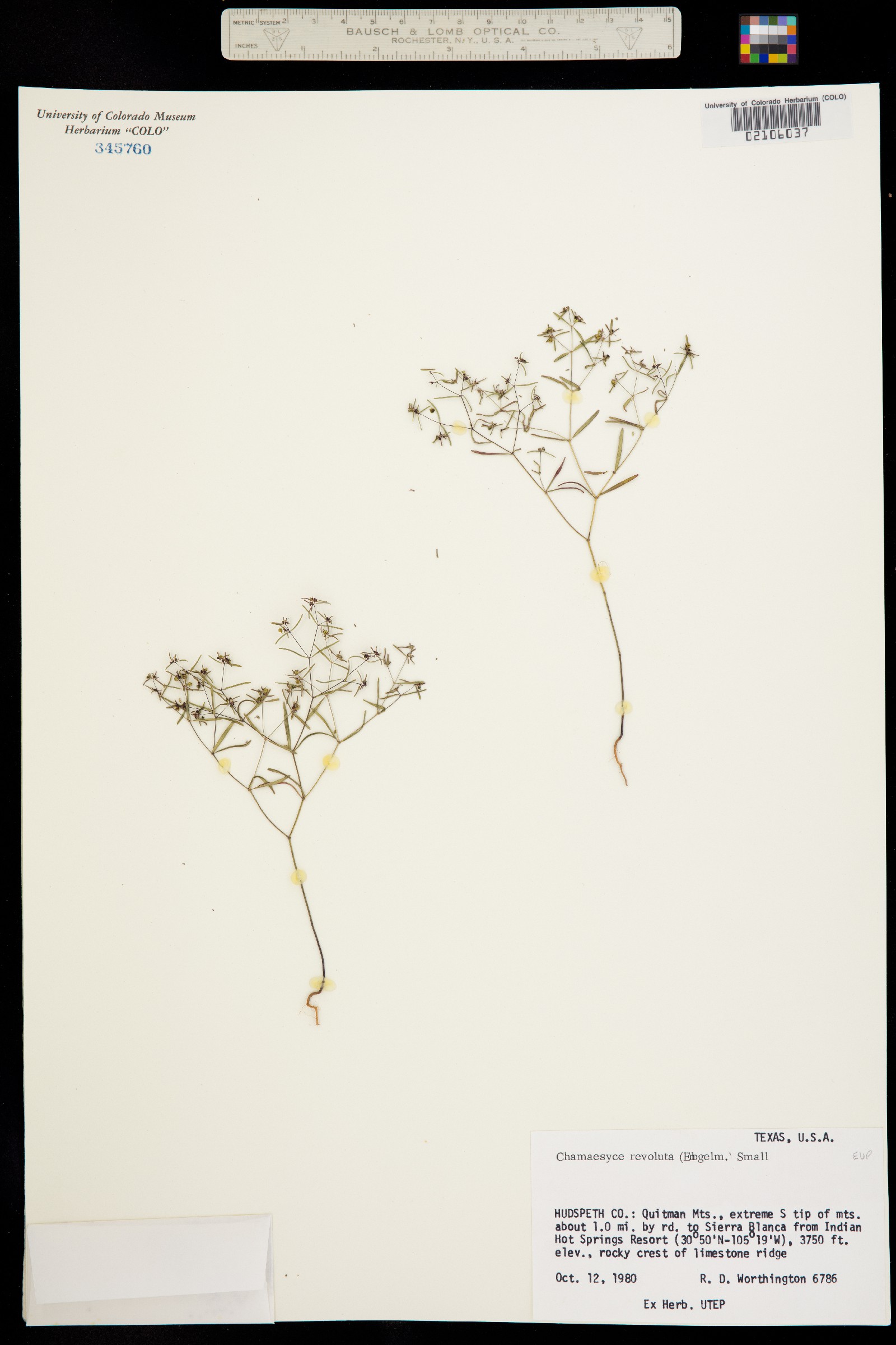 Euphorbia revoluta image