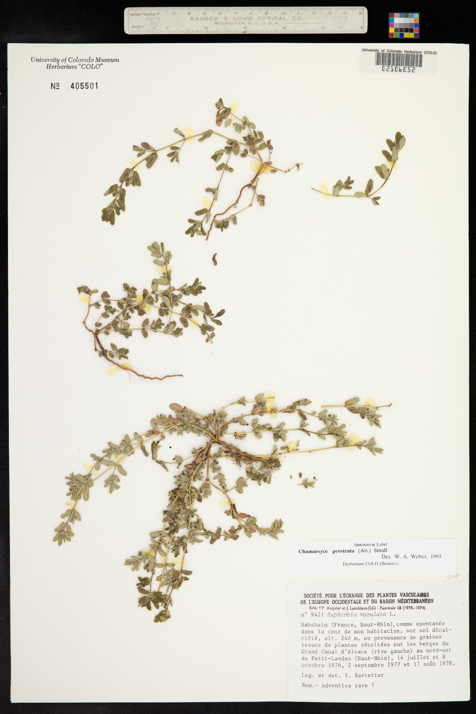 Euphorbia prostrata image