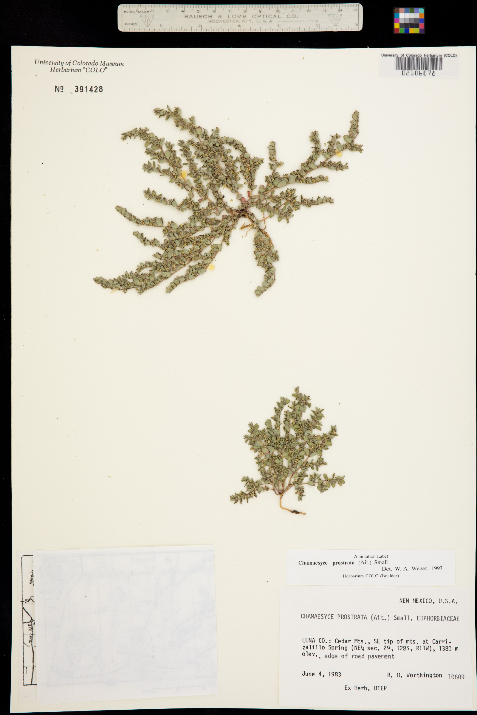 Euphorbia prostrata image