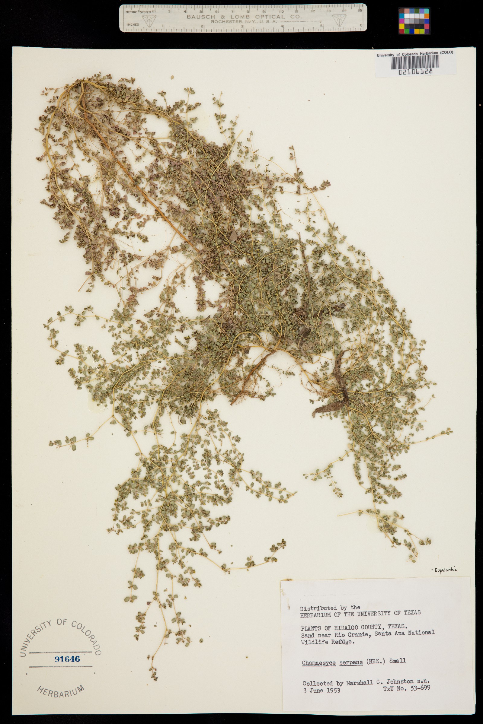 Euphorbia serpens image