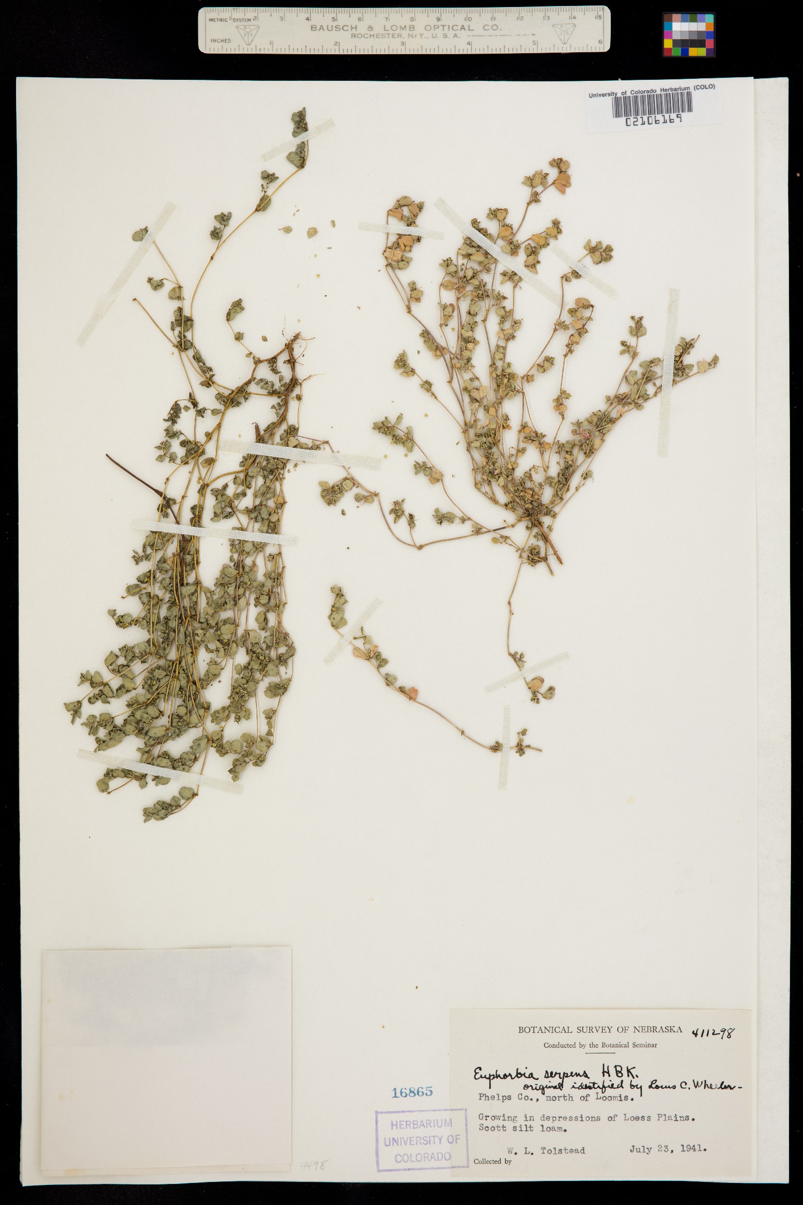 Euphorbia serpens image