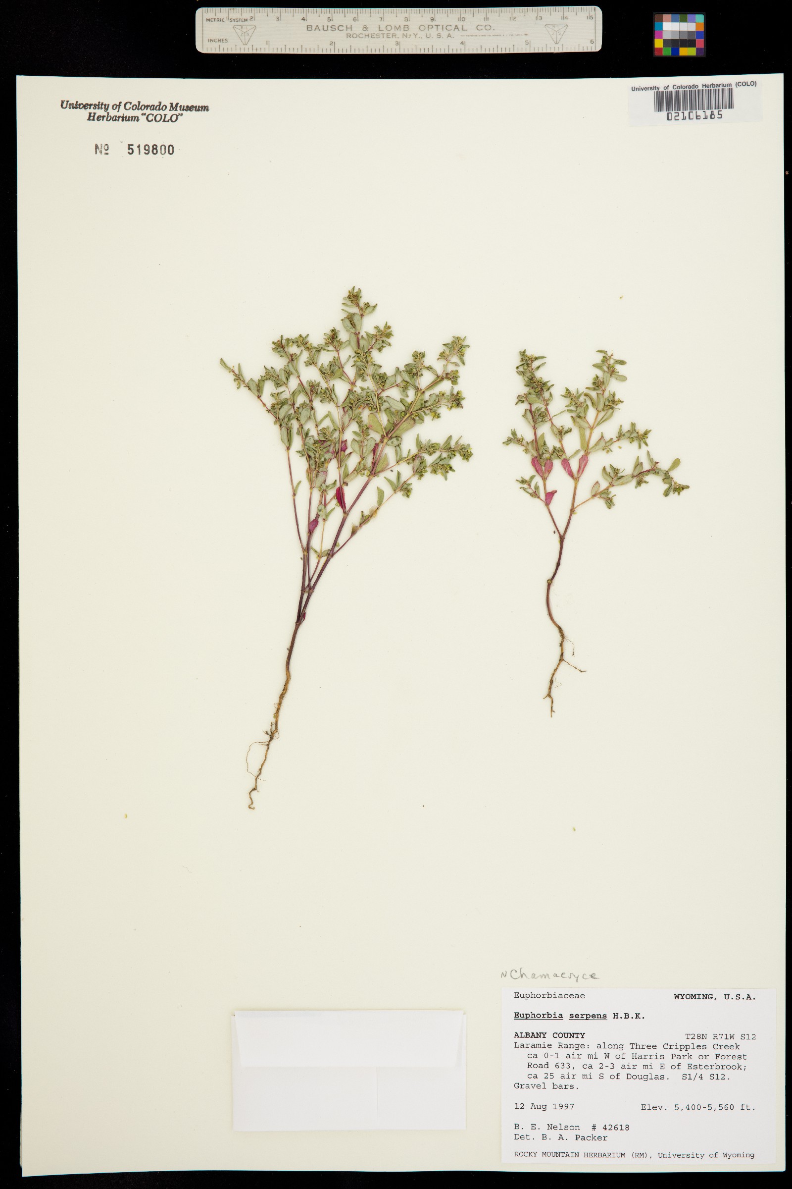 Euphorbia serpens image