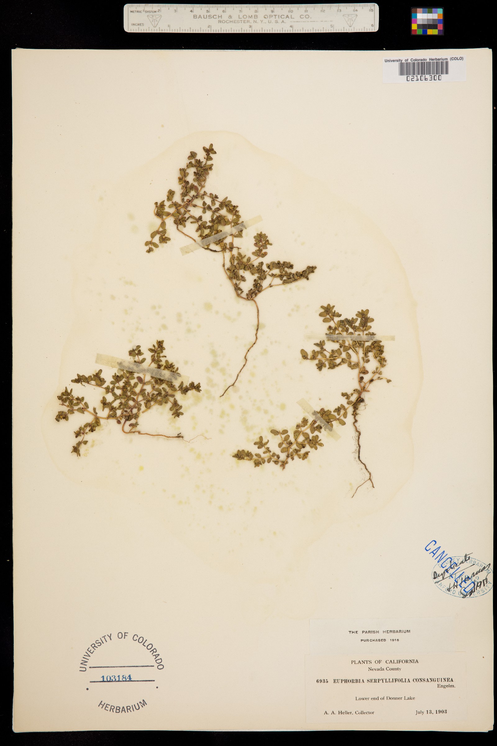 Euphorbia serpyllifolia image