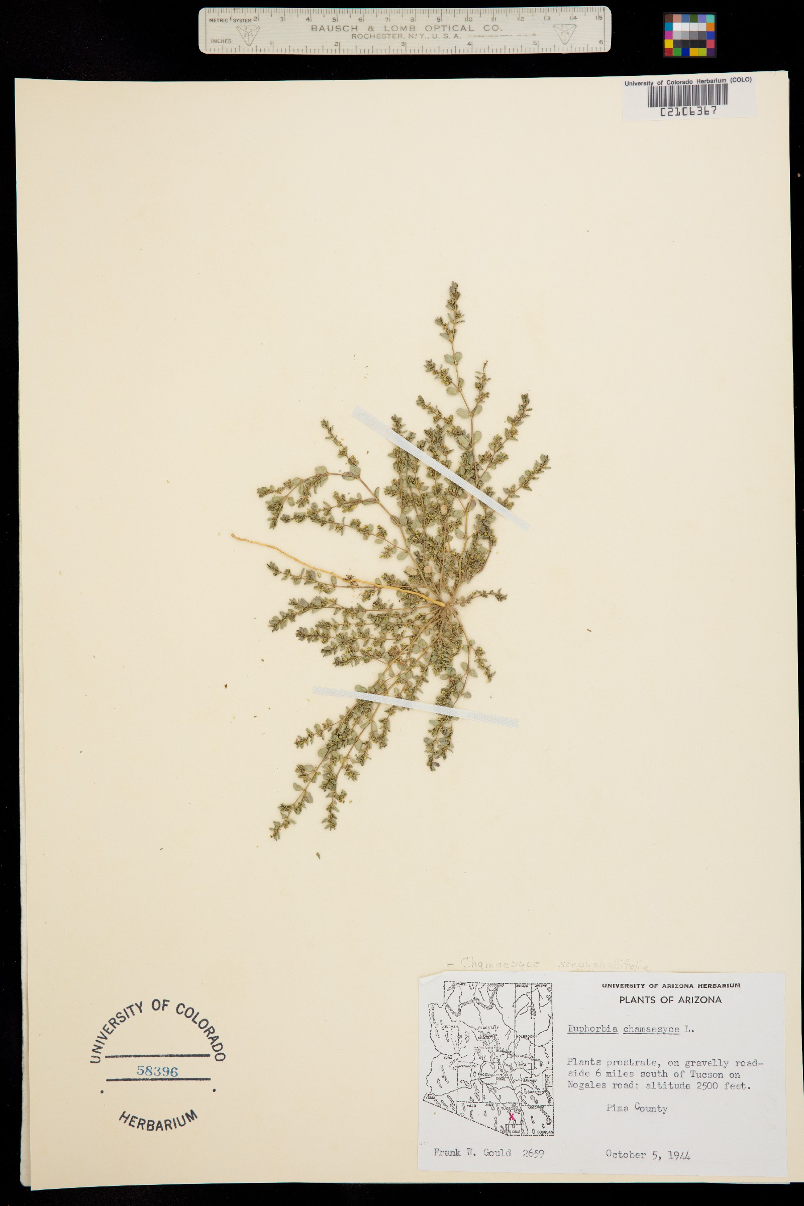 Euphorbia serpyllifolia var. serpyllifolia image