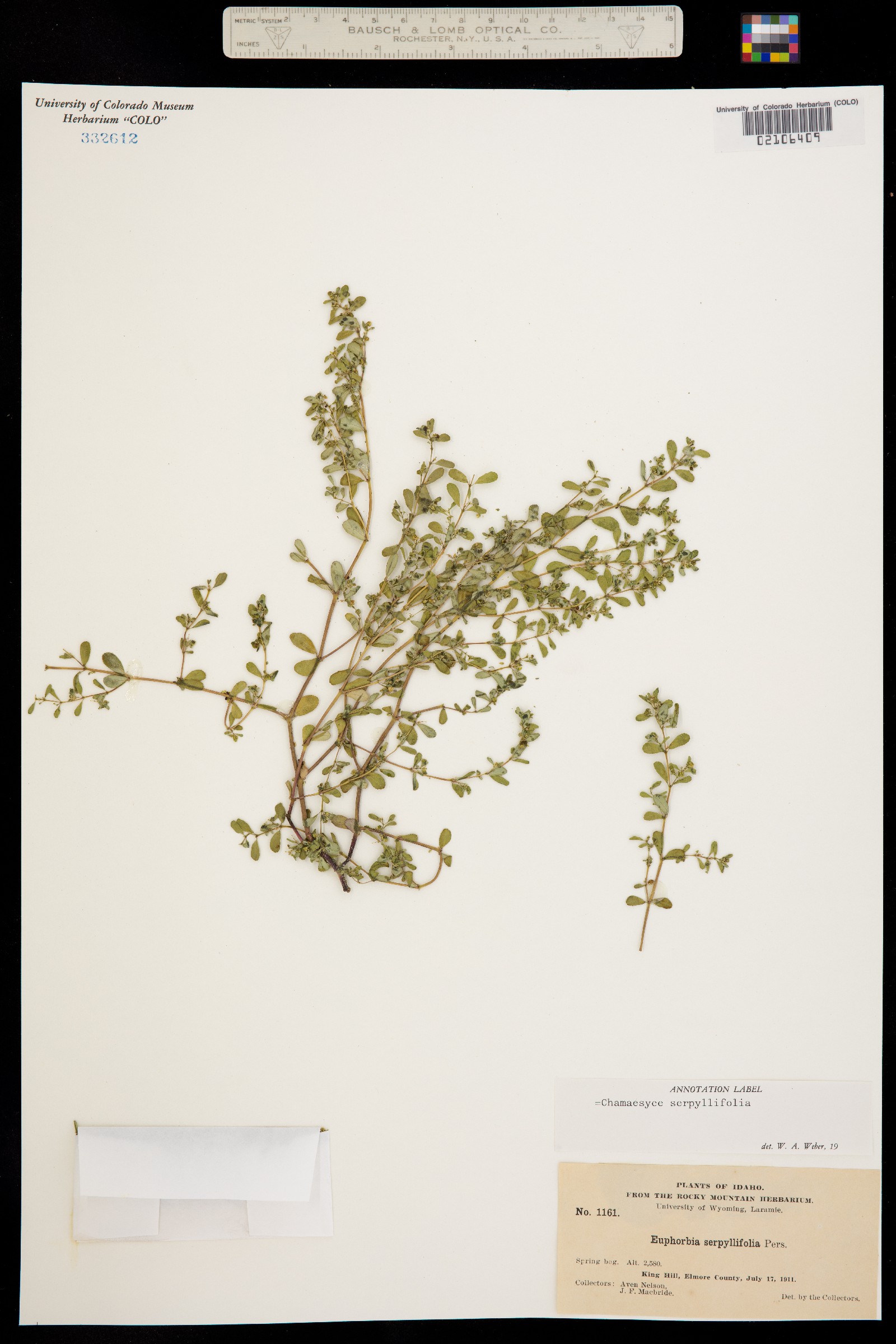 Euphorbia serpyllifolia image