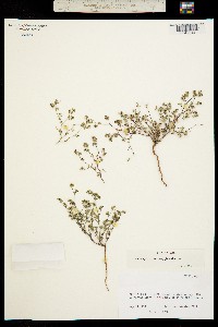 Image of Euphorbia simulans