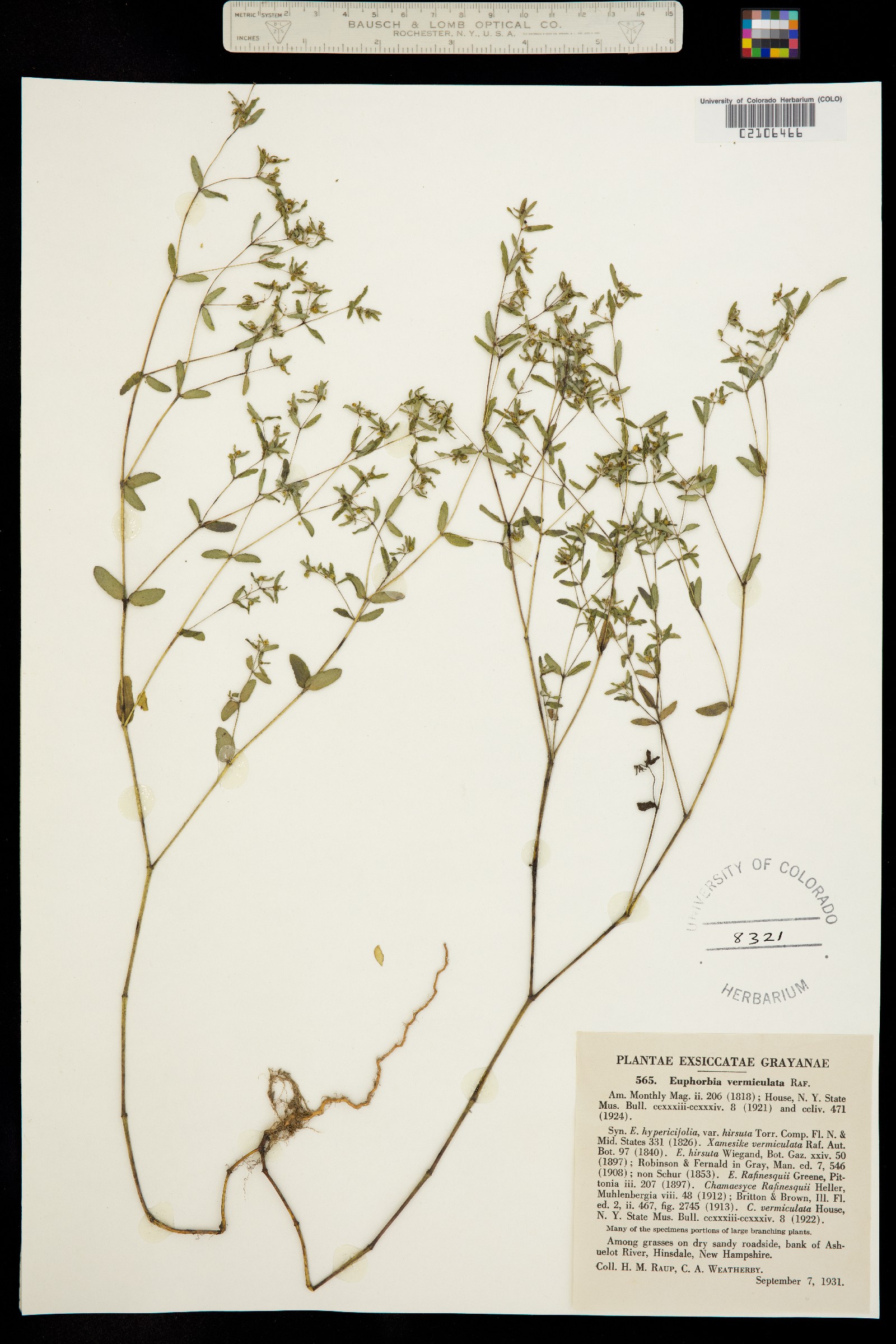 Euphorbia vermiculata image