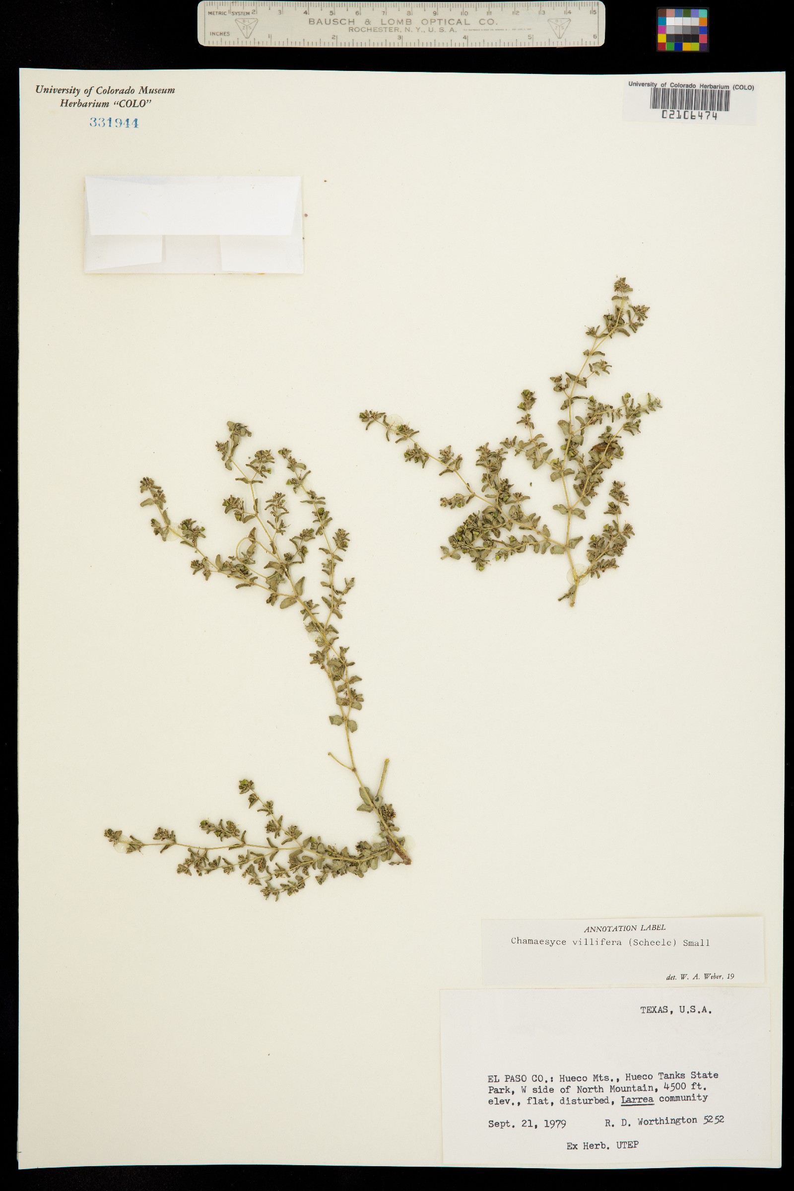 Euphorbia villifera image