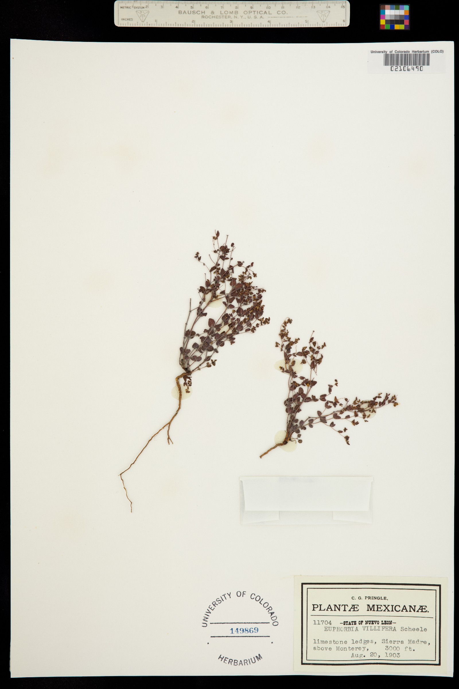 Euphorbia villifera image
