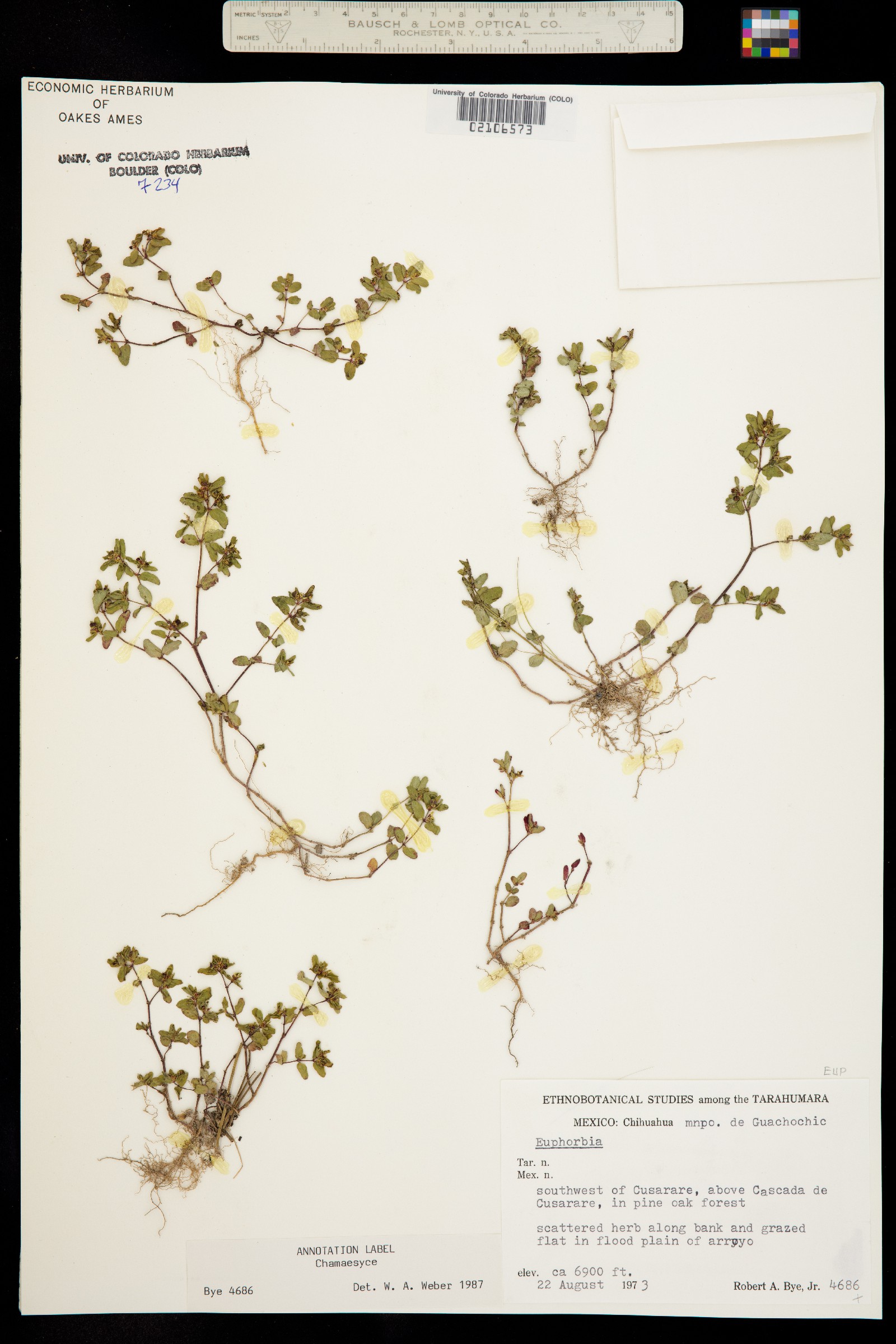 Euphorbia image