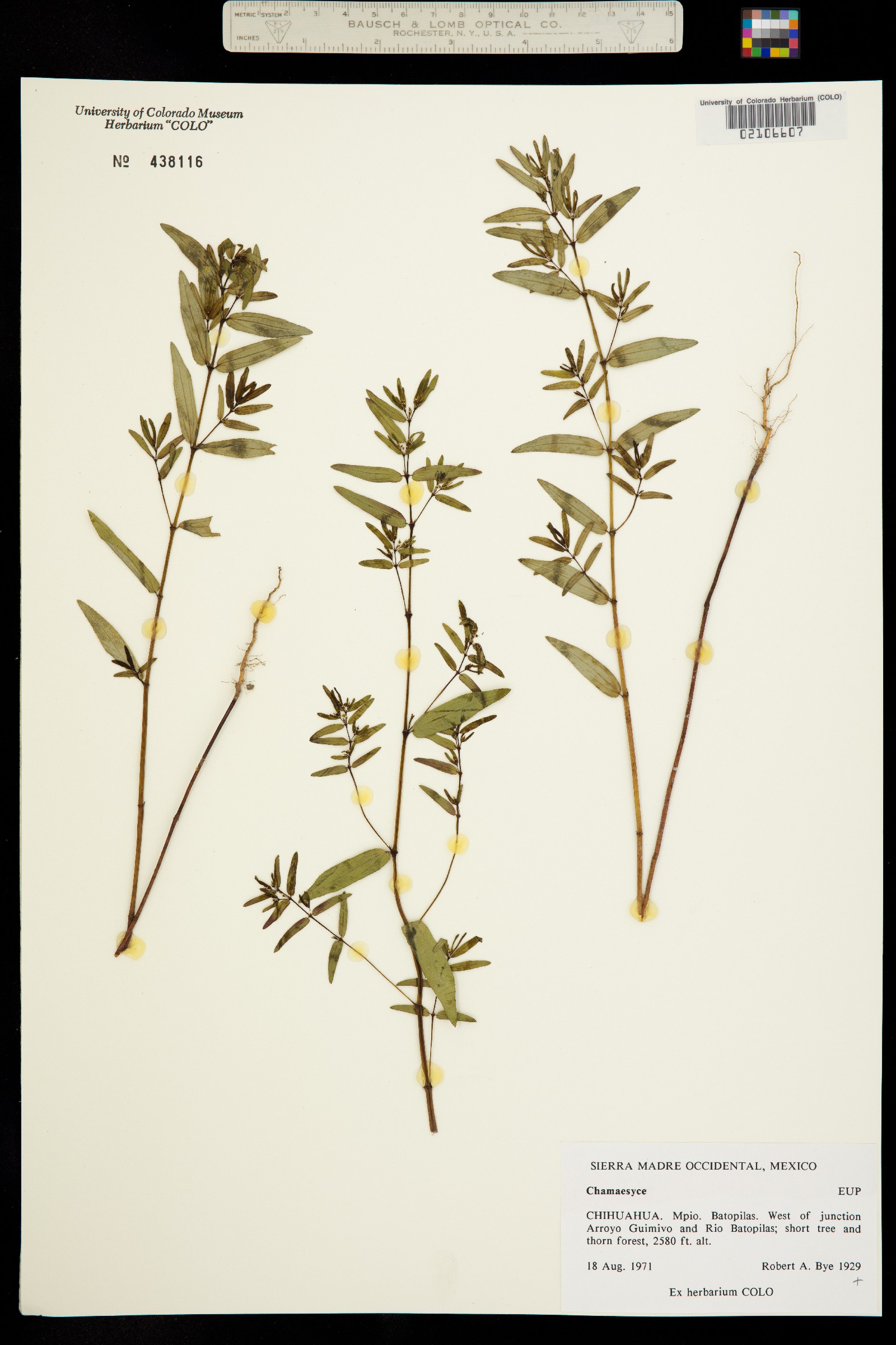 Euphorbiaceae image