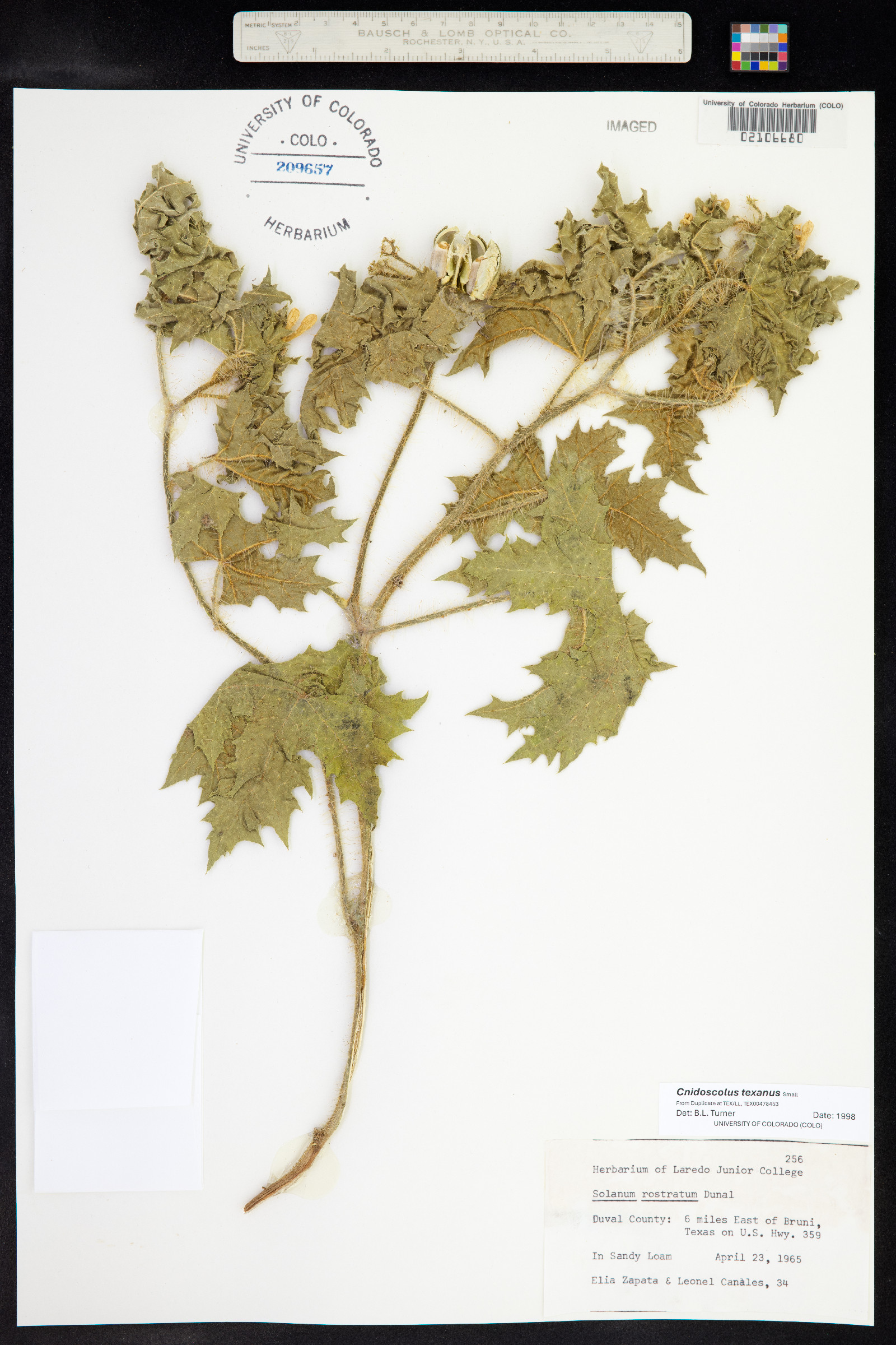 Cnidoscolus texanus image