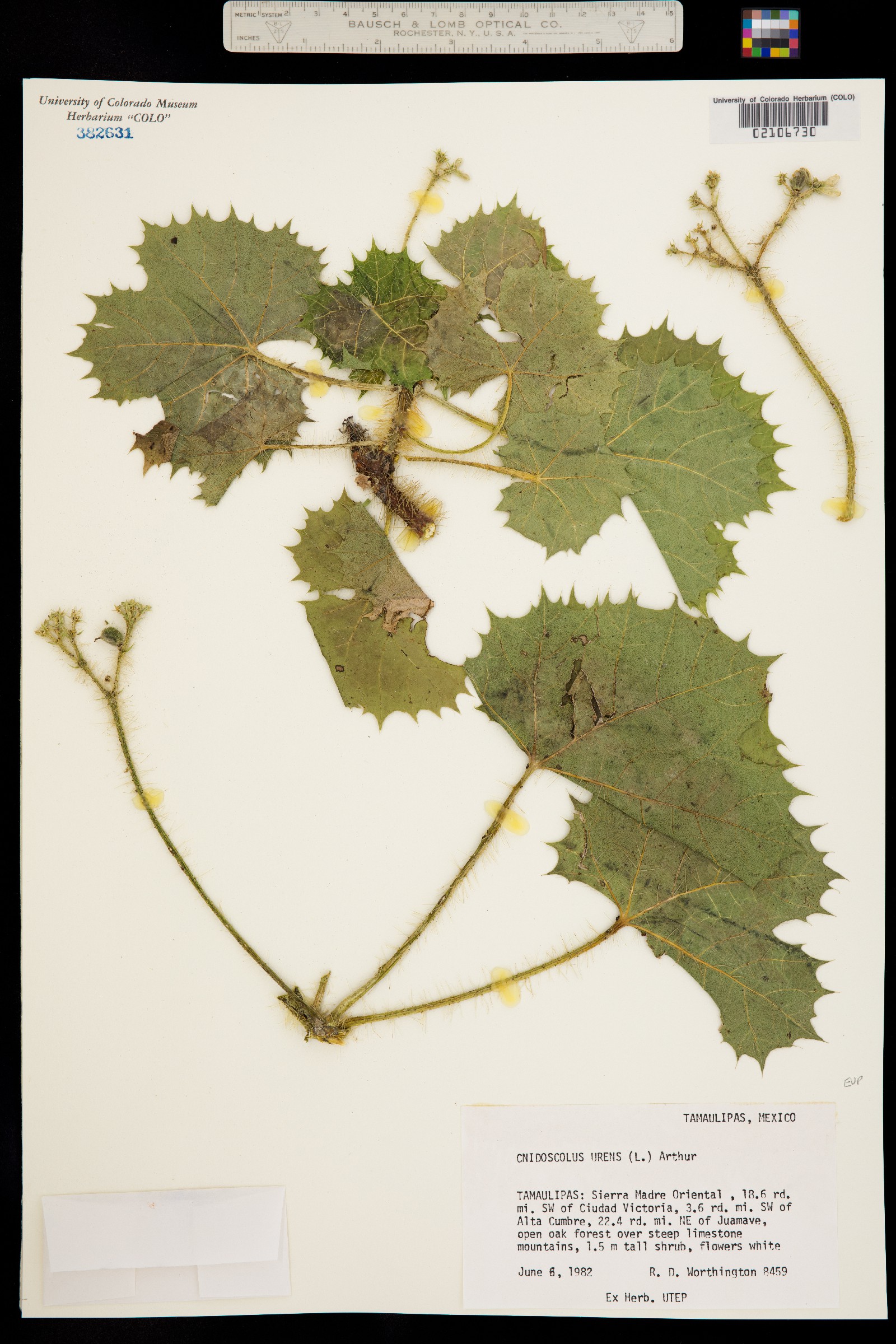 Cnidoscolus urens image