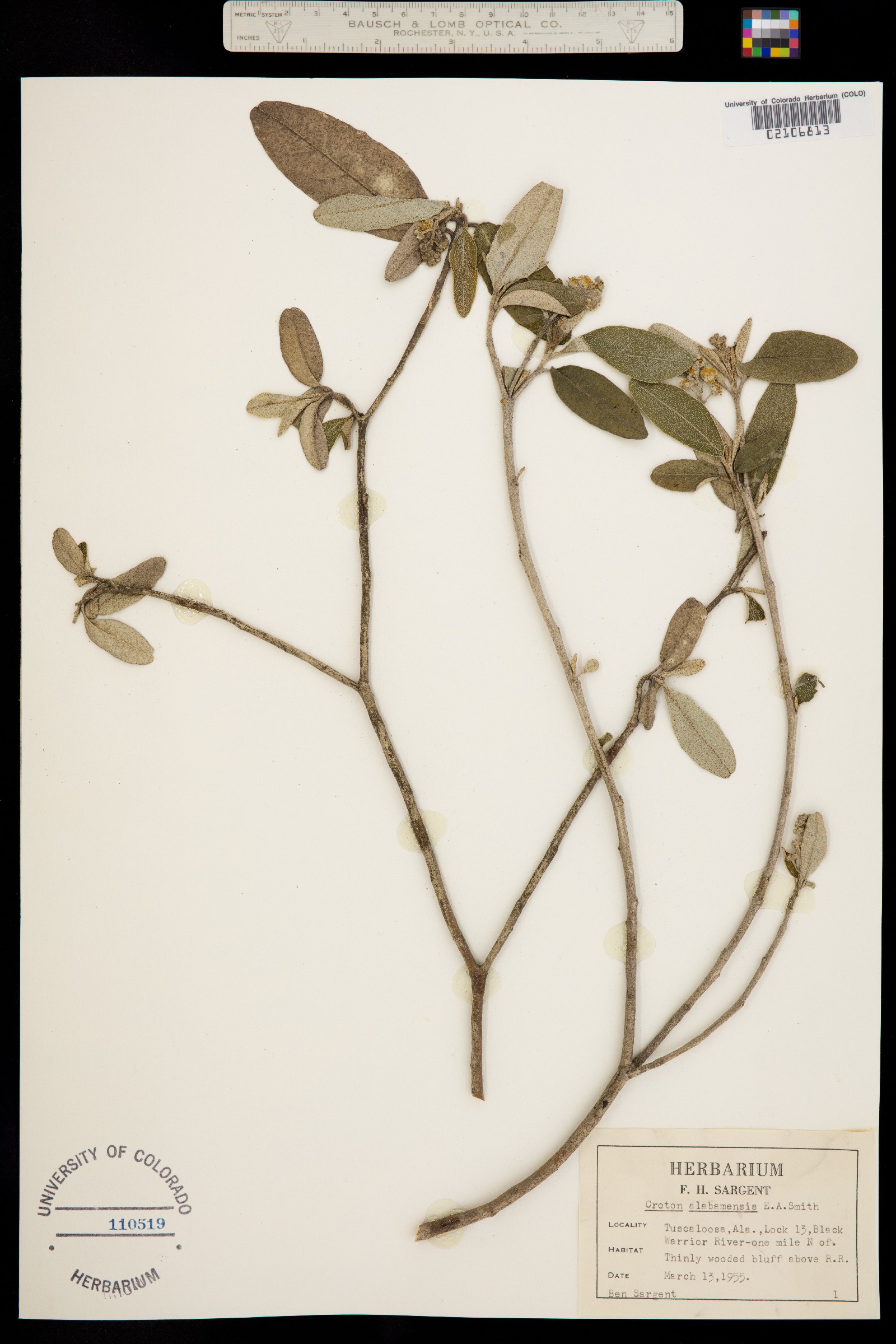 Croton alabamensis image
