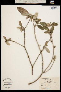 Image of Croton alabamensis