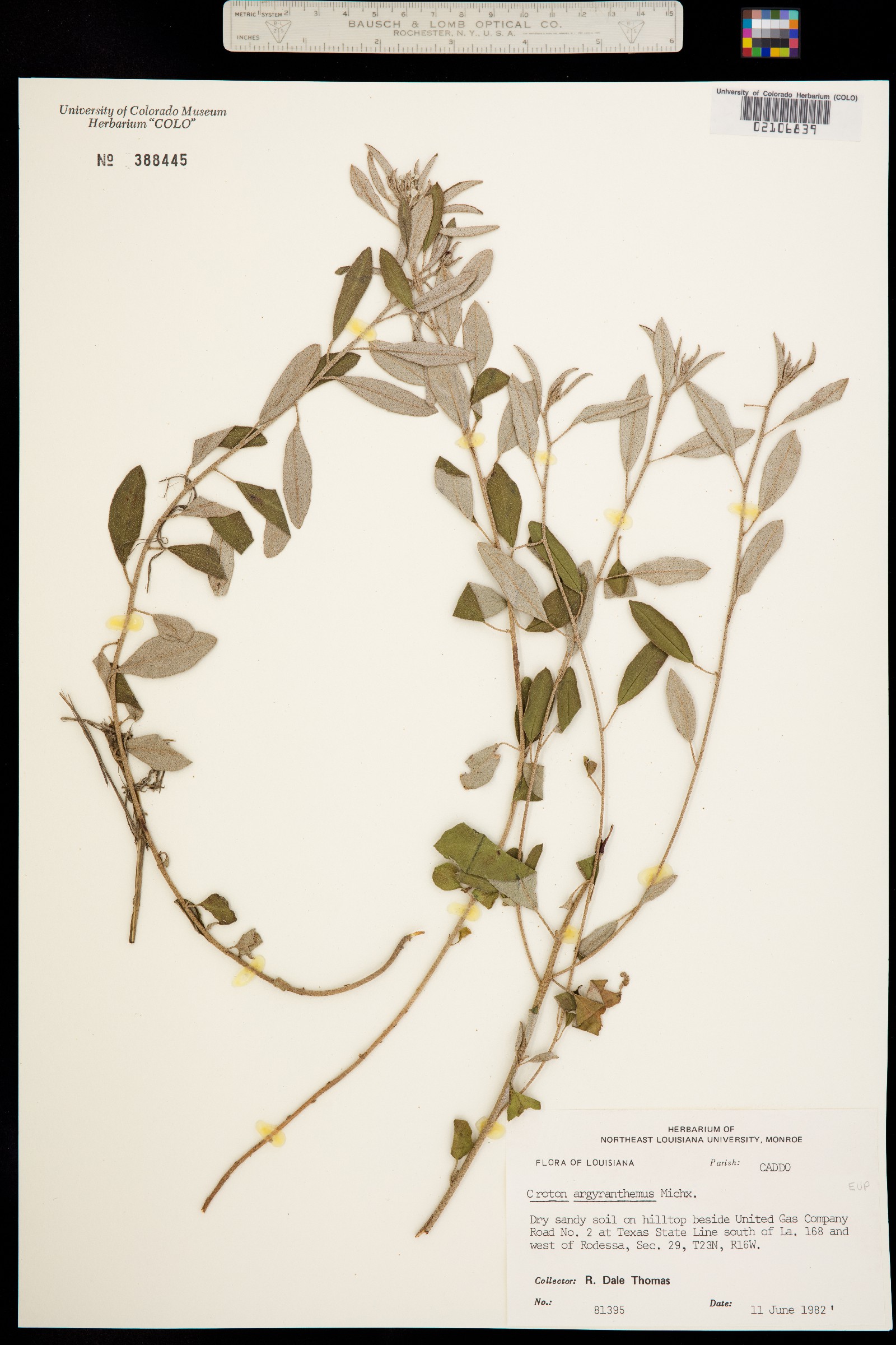 Croton argyranthemus image