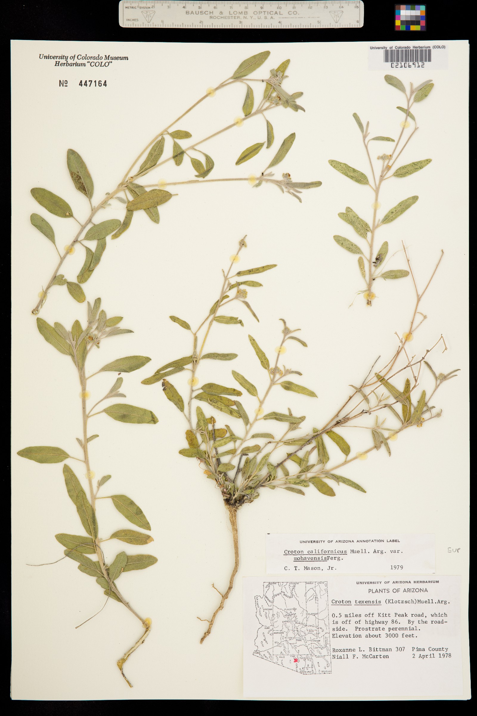 Croton californicus image