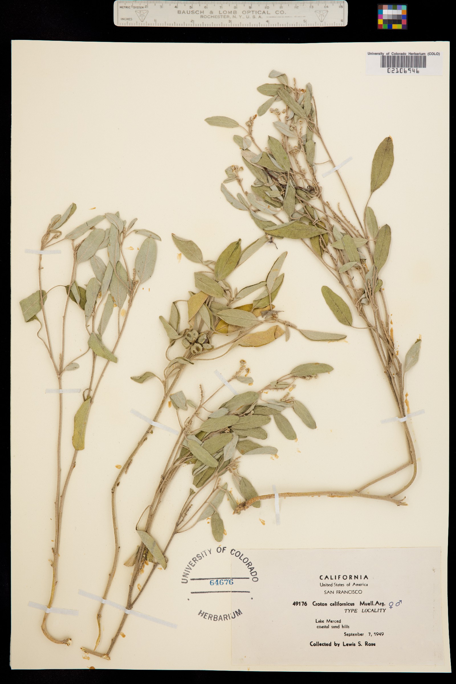Croton californicus image