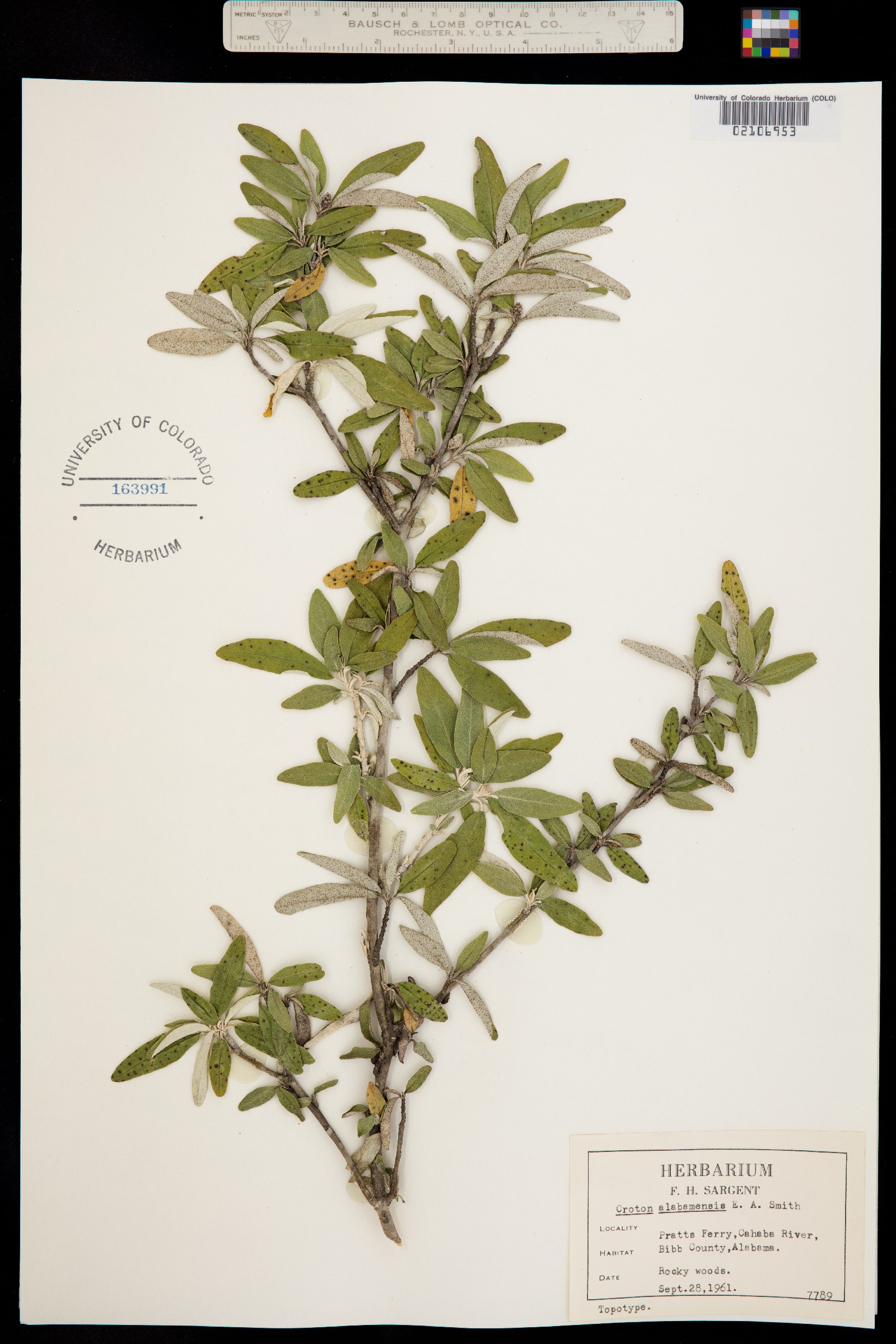 Croton alabamensis image