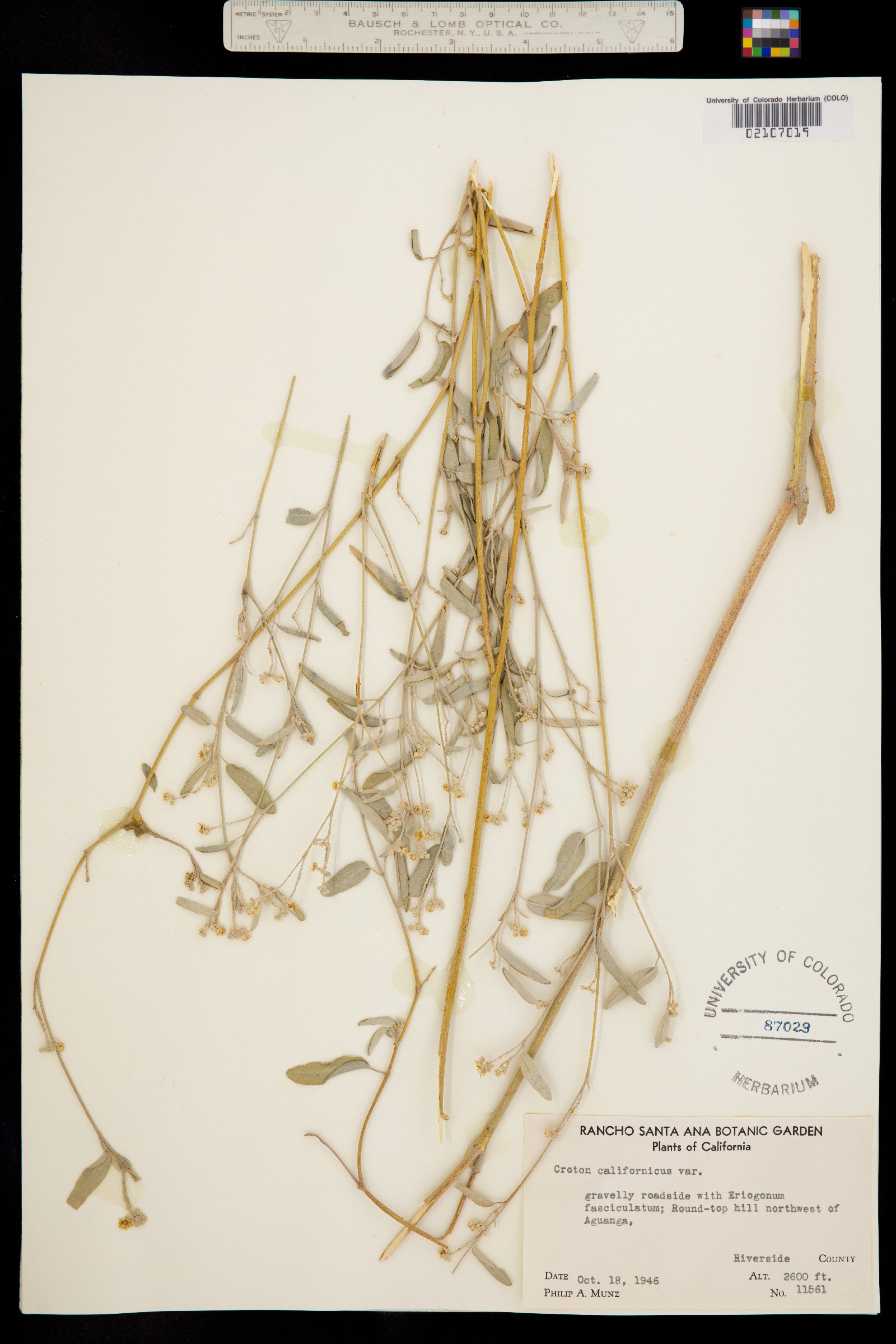 Croton californicus image