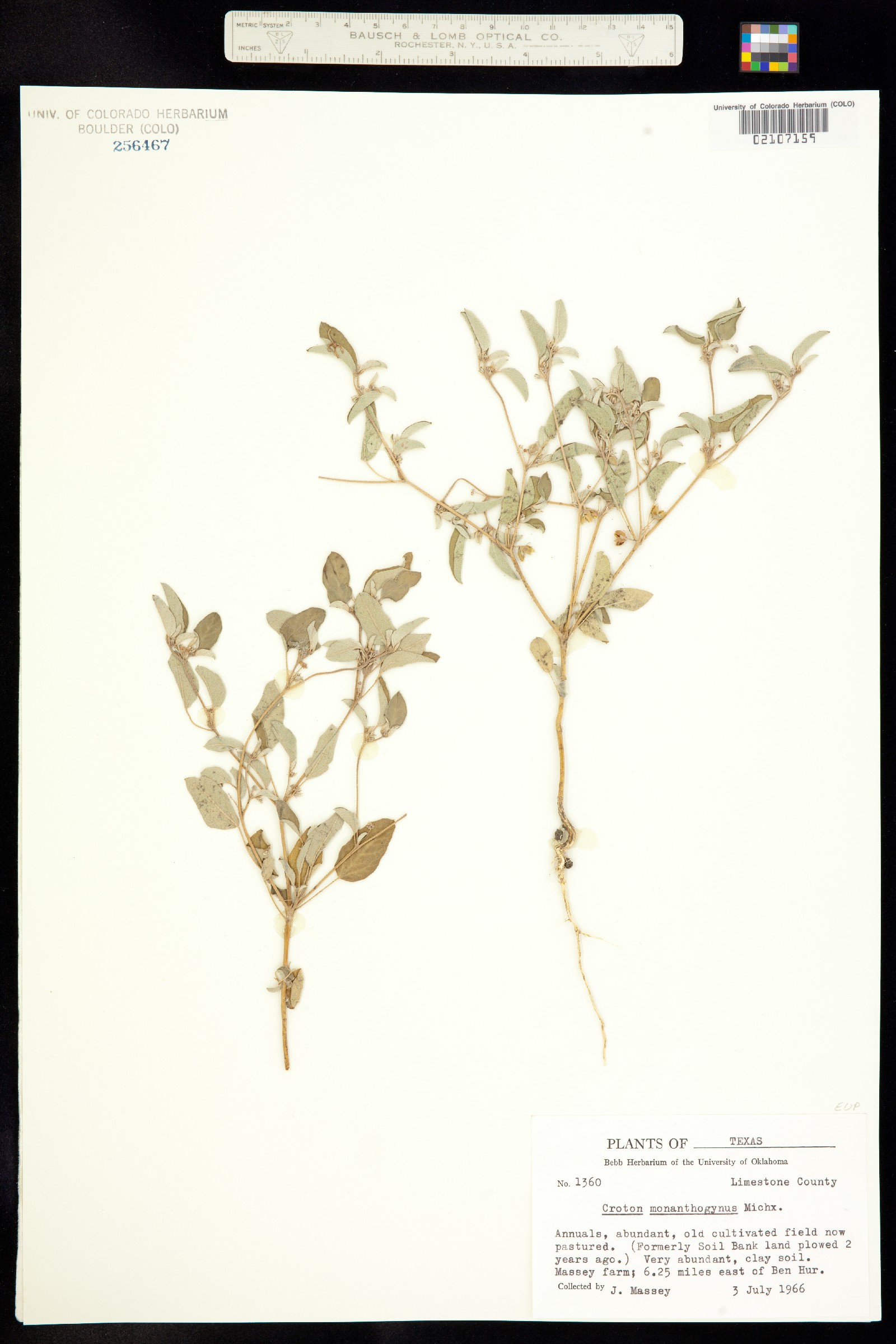 Croton monanthogynus image