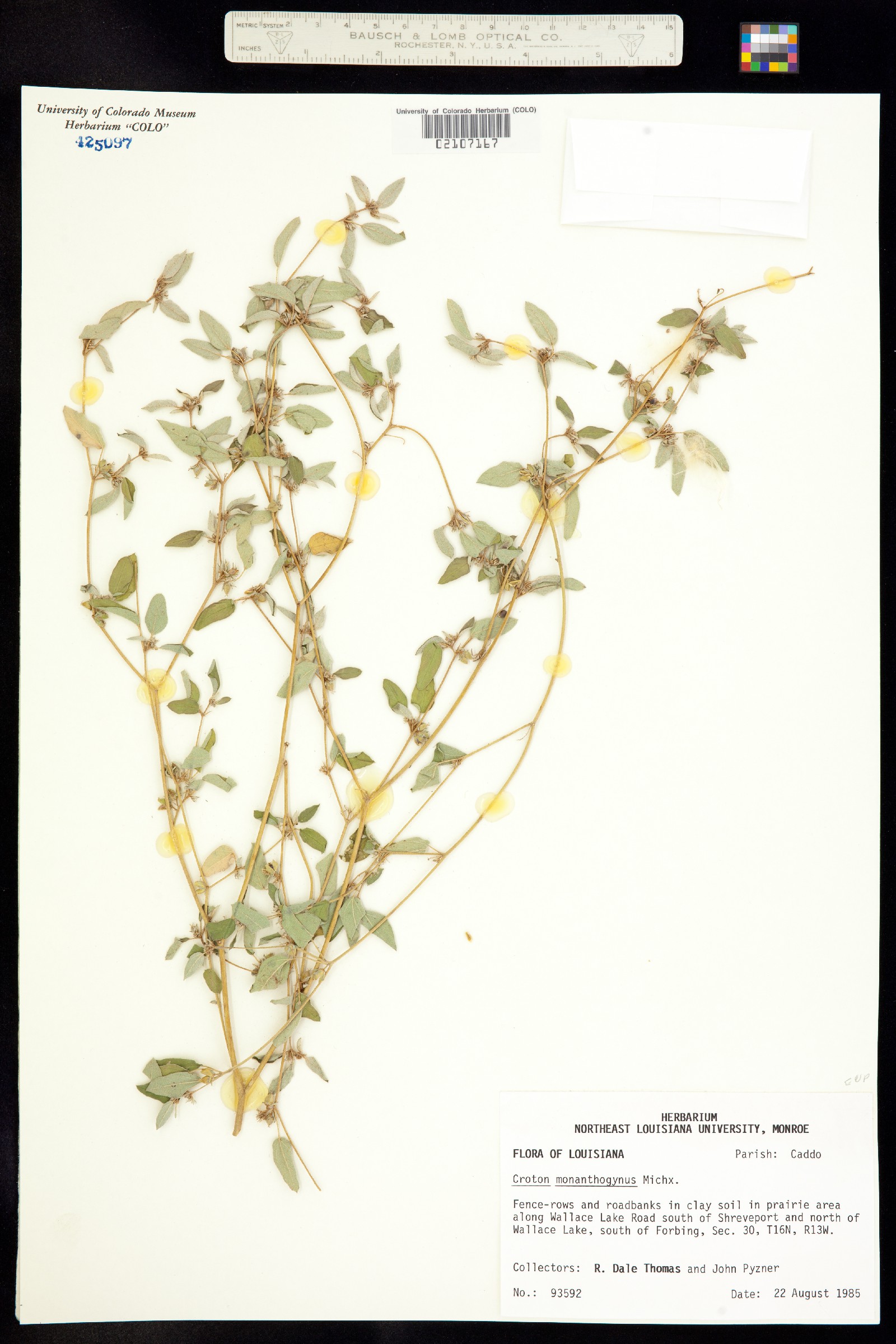 Croton monanthogynus image