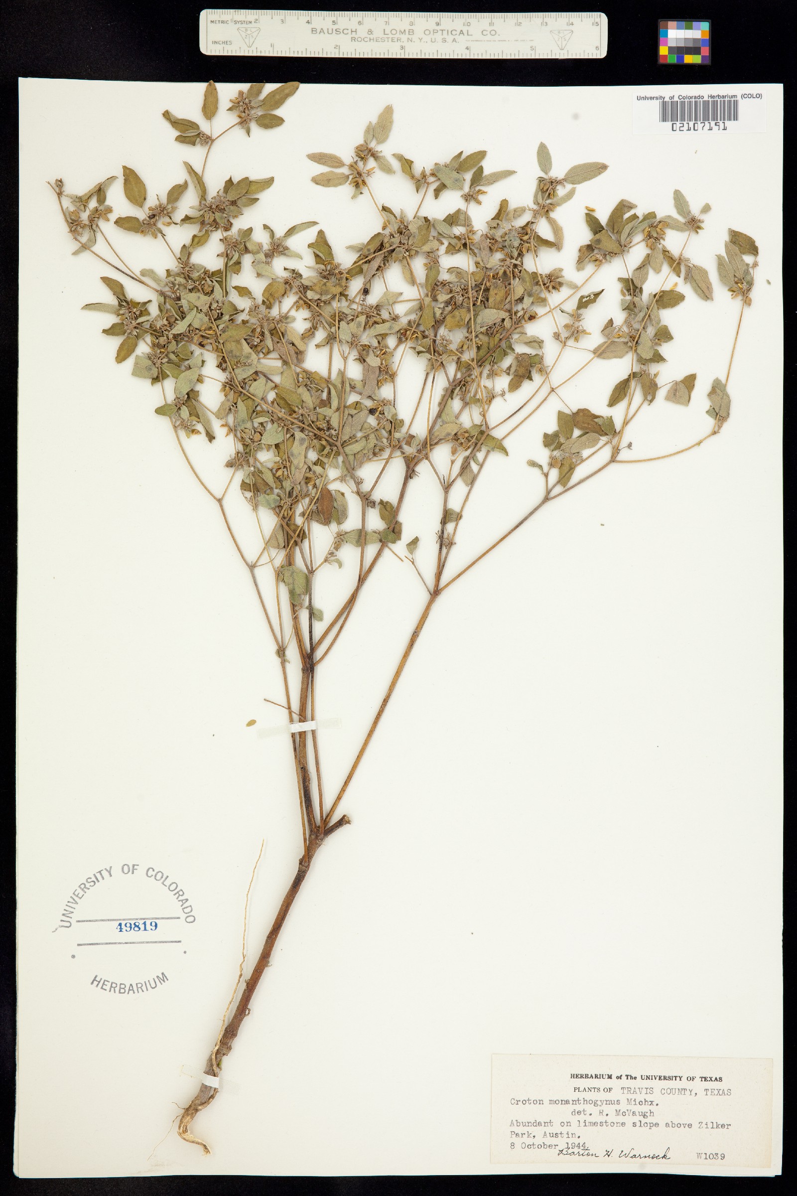 Croton monanthogynus image