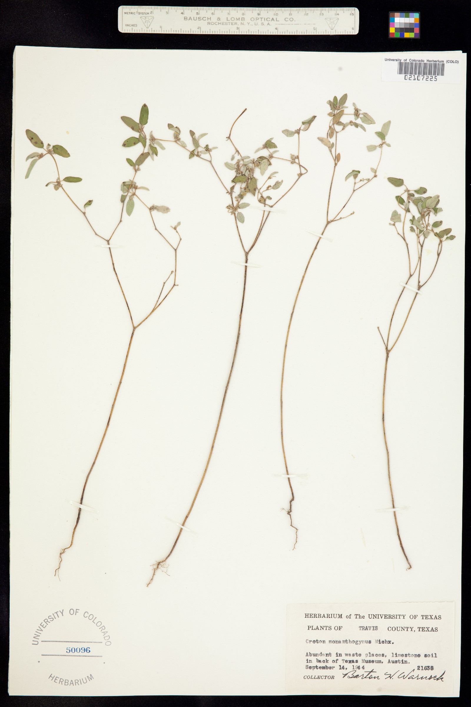 Croton image