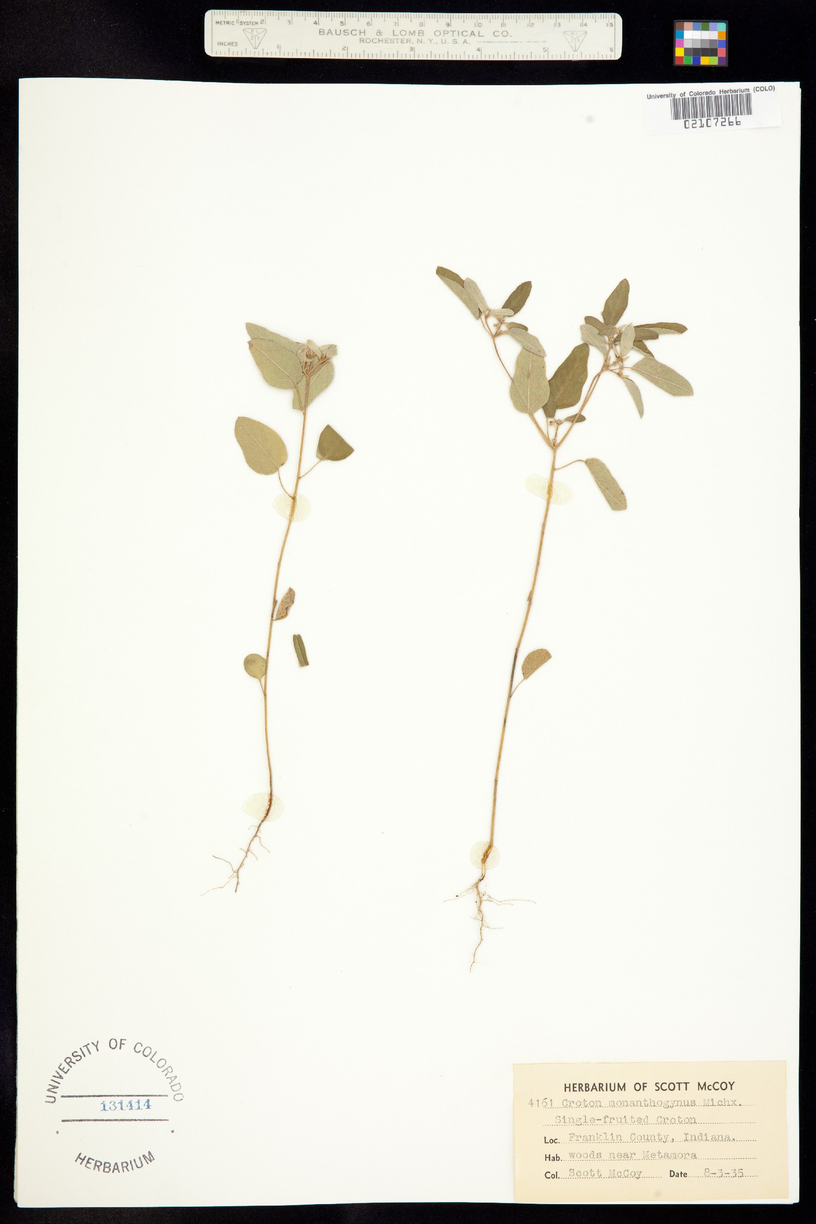 Croton monanthogynus image