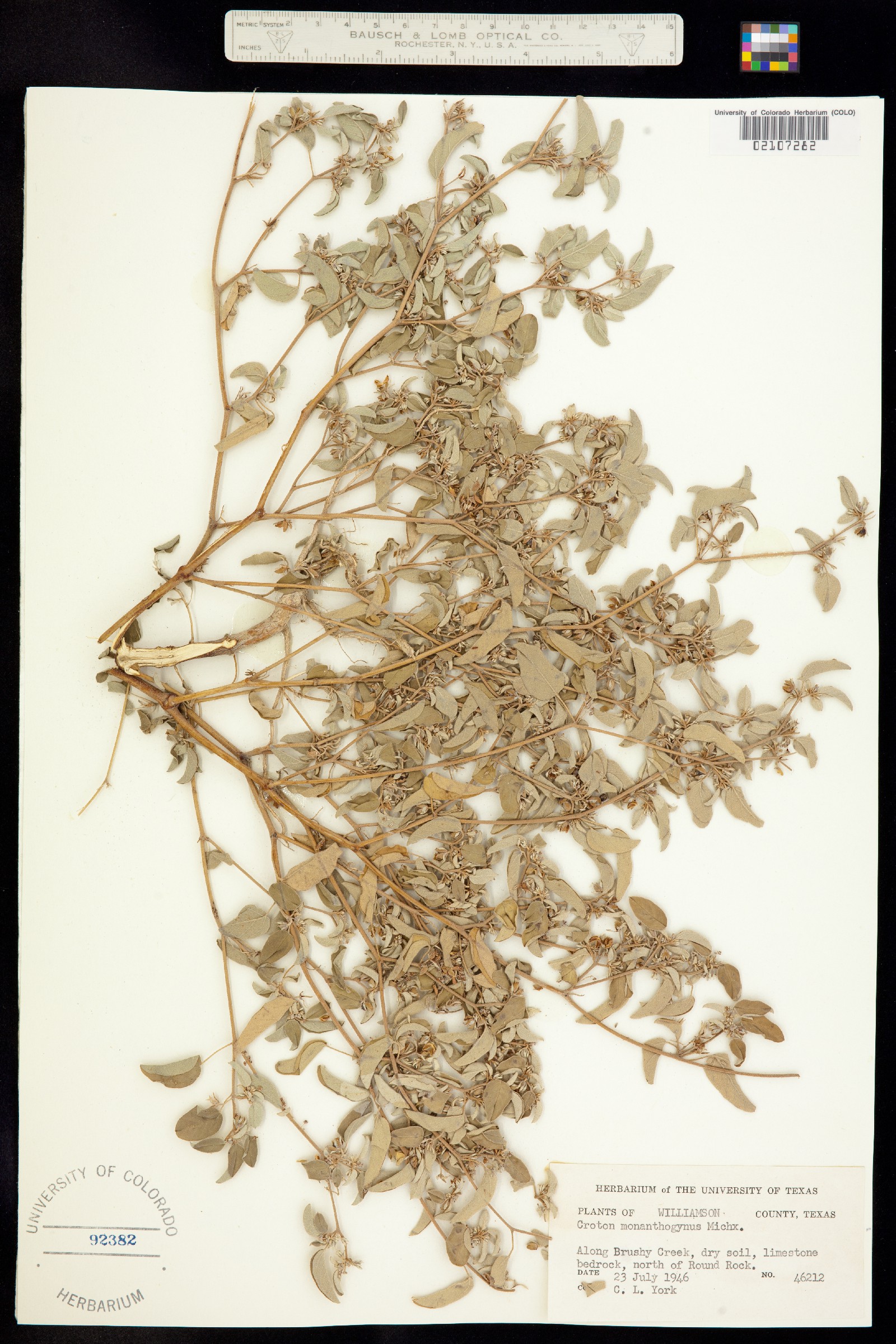 Croton monanthogynus image