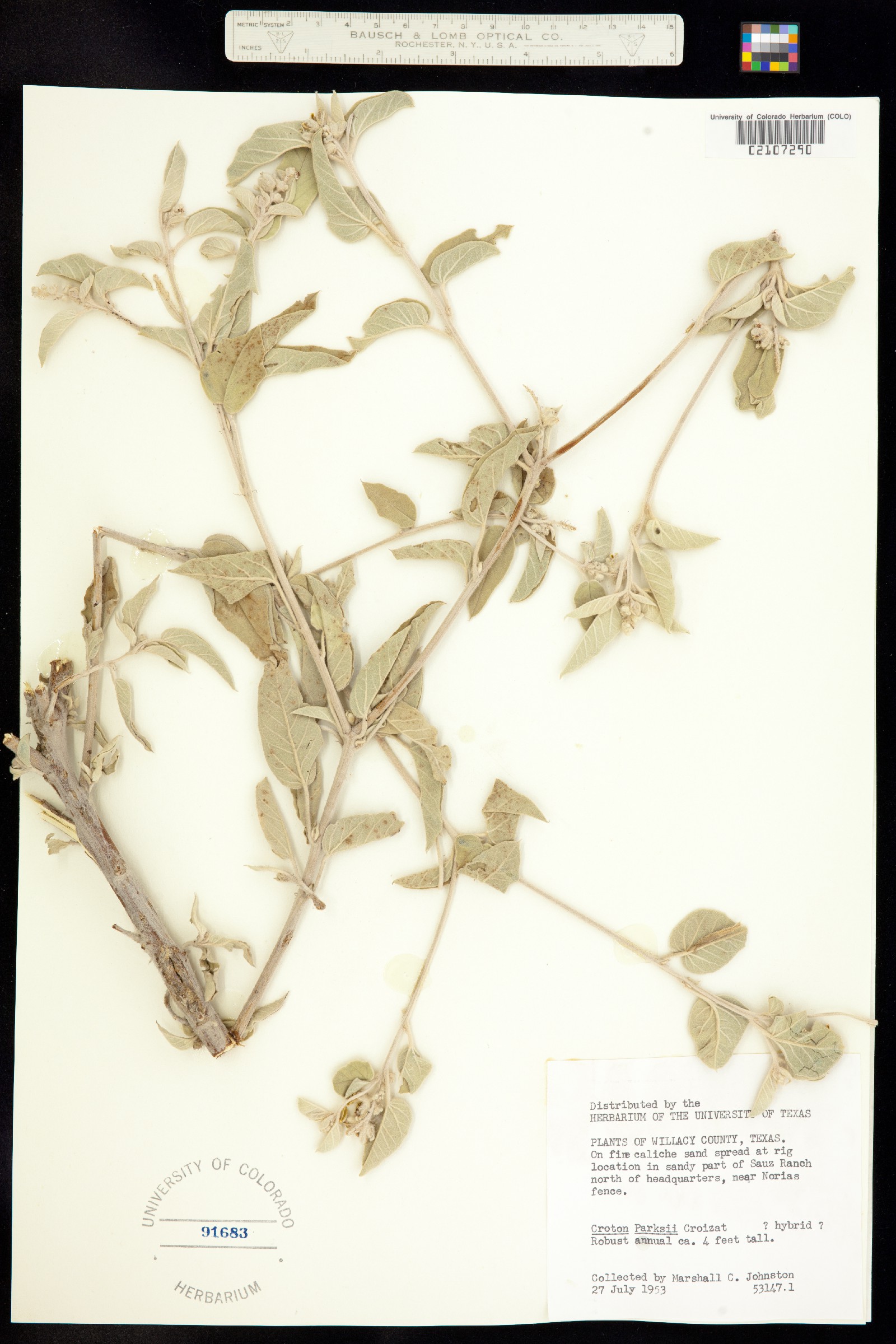 Croton parksii image