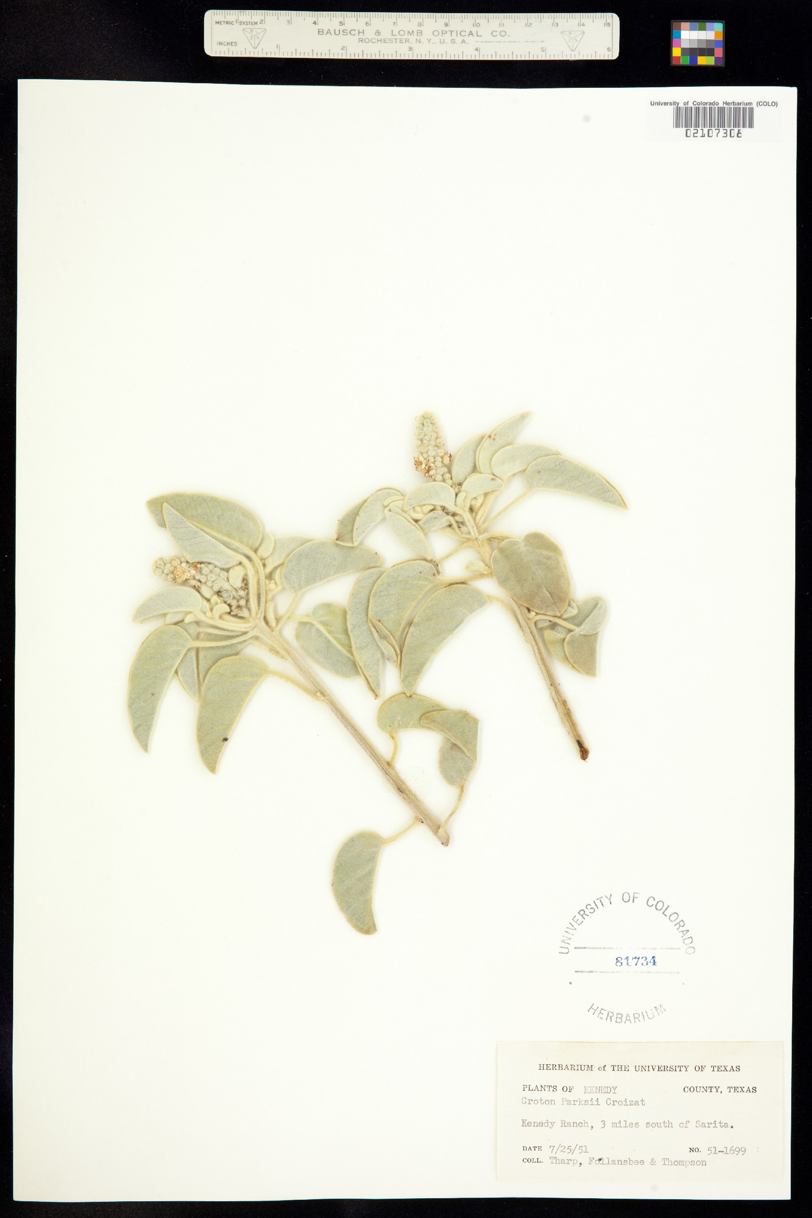 Croton parksii image