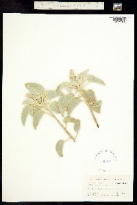 Croton parksii image