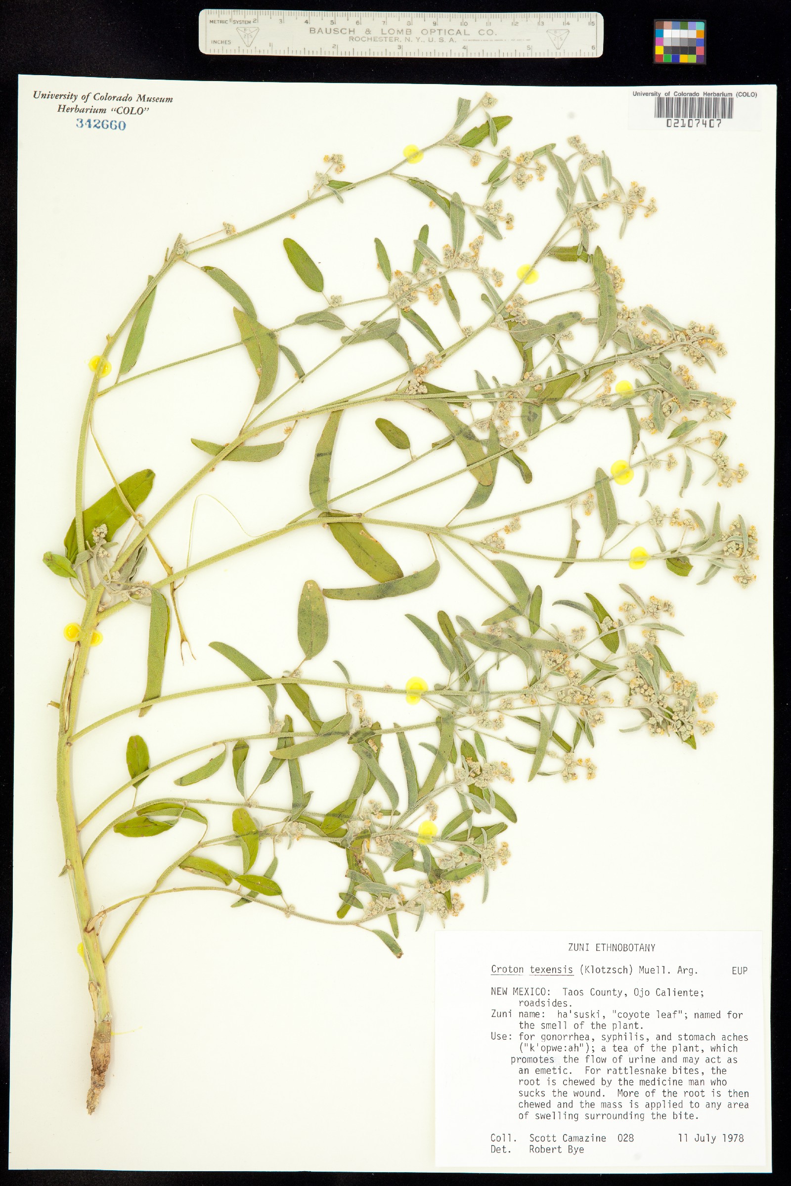 Croton texensis image